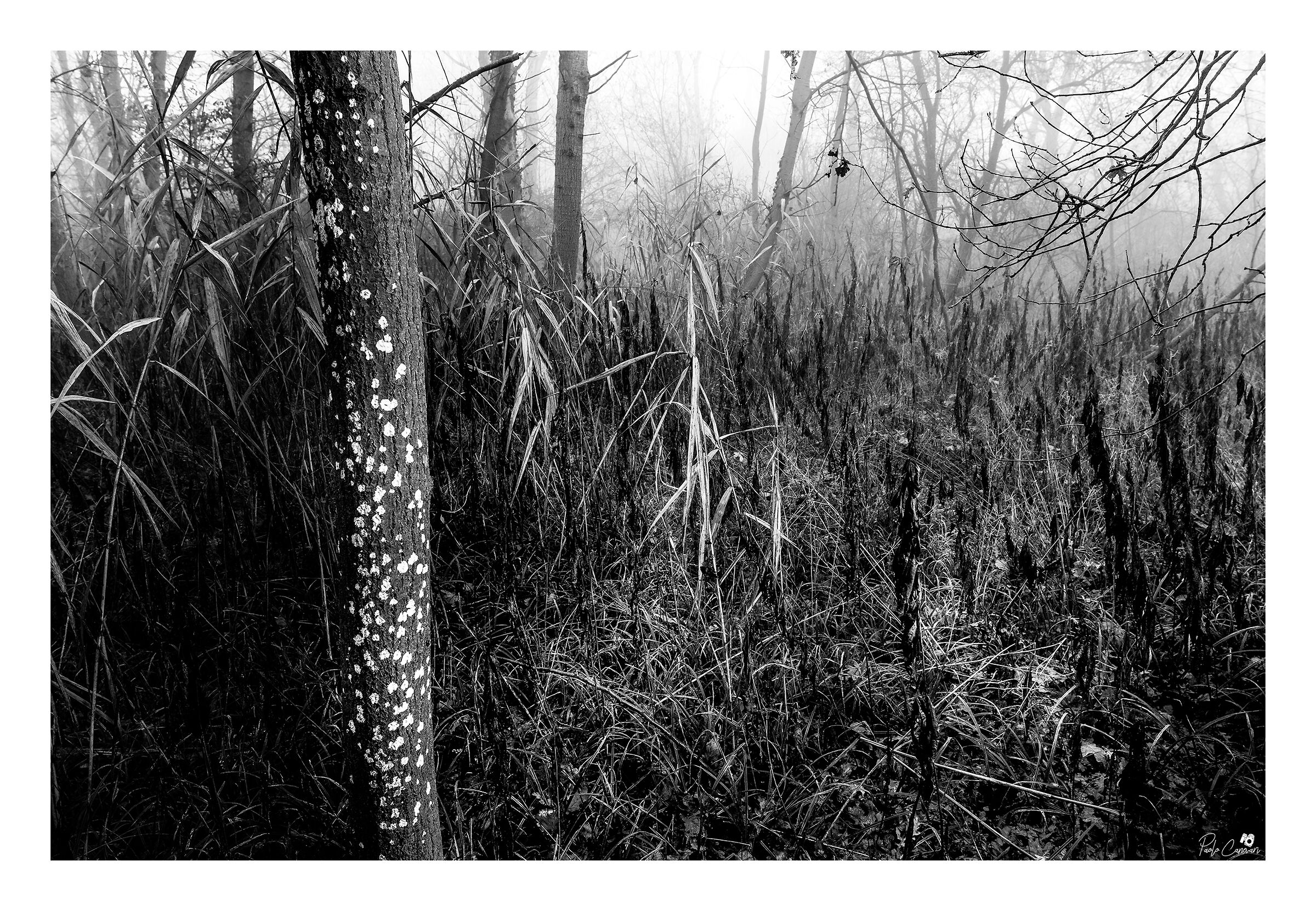 Il linguaggio del bosco
