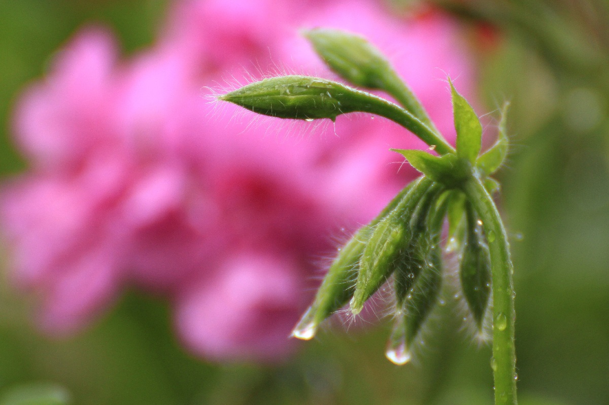 Detail geranium