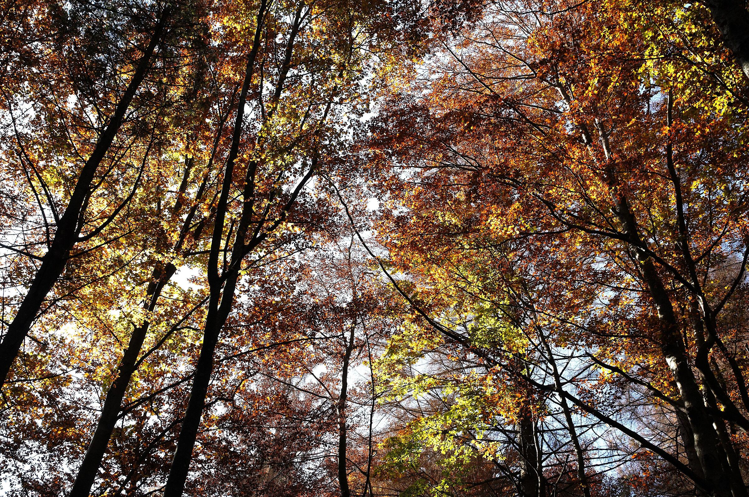 Lights in the beech forest - upper Parma valley (Emilian Ape...