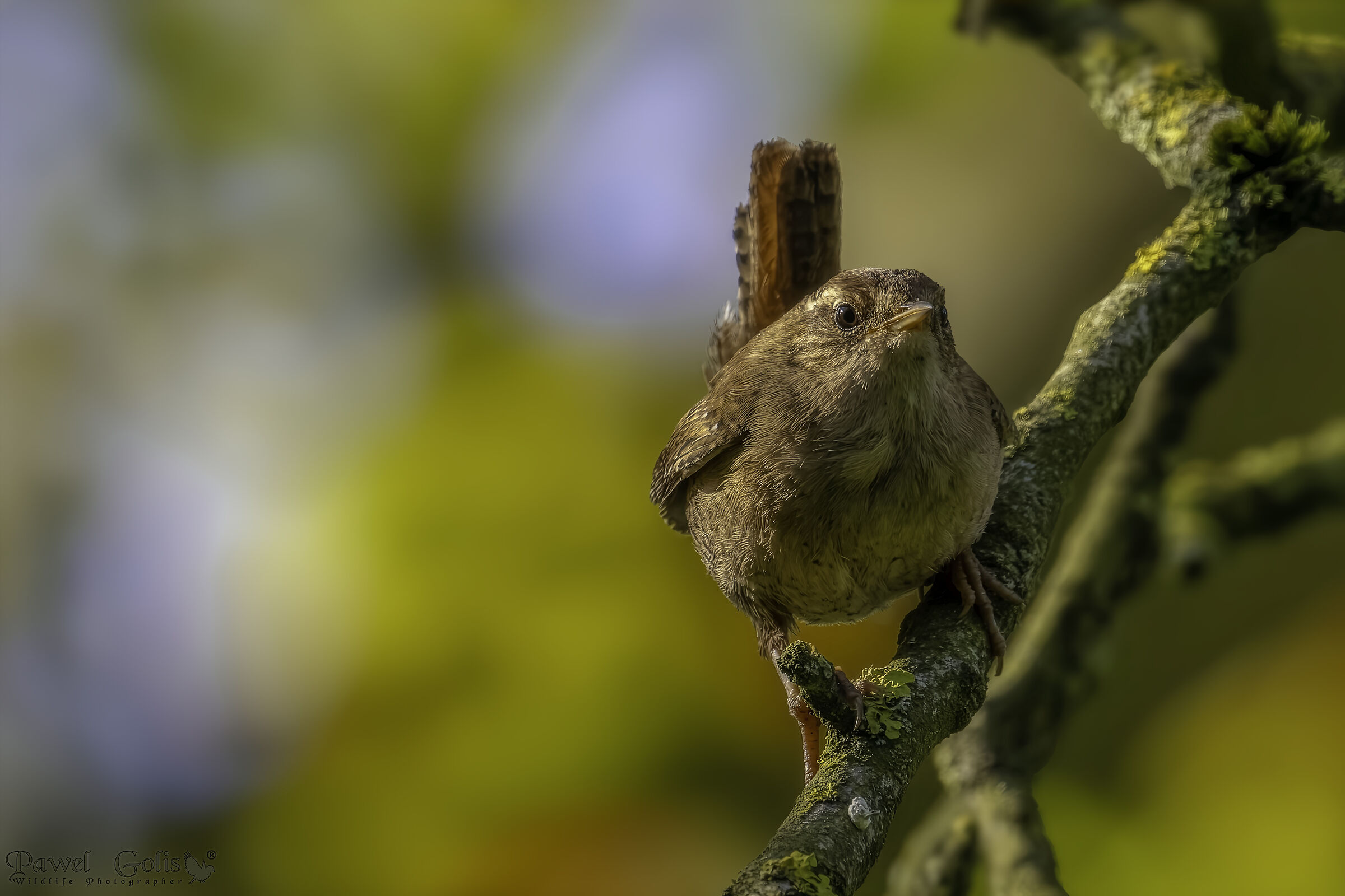 Scricciolo eurasiatico (Troglodytes troglodytes)