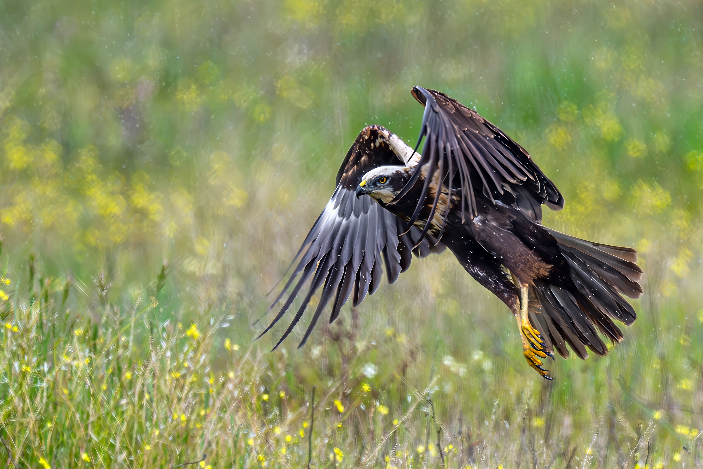 Swamp Harrier & Rain