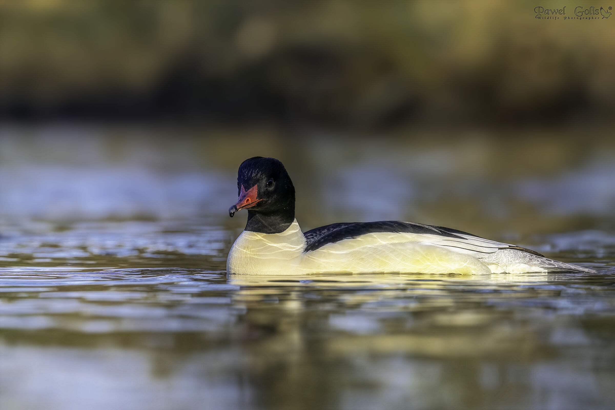 Mergane Mergus (Merganser comune)