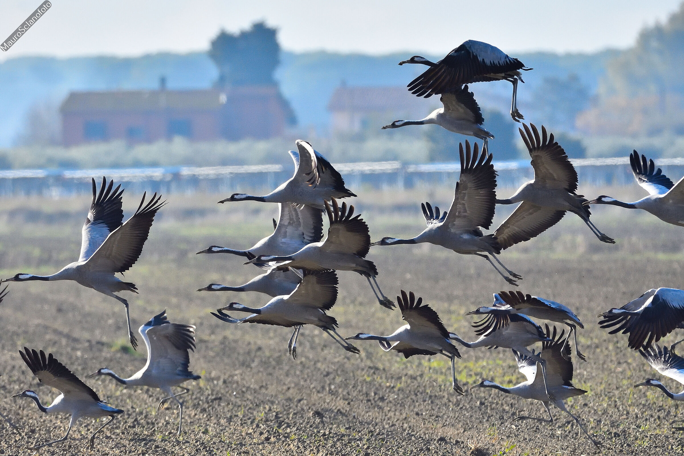 Grey cranes