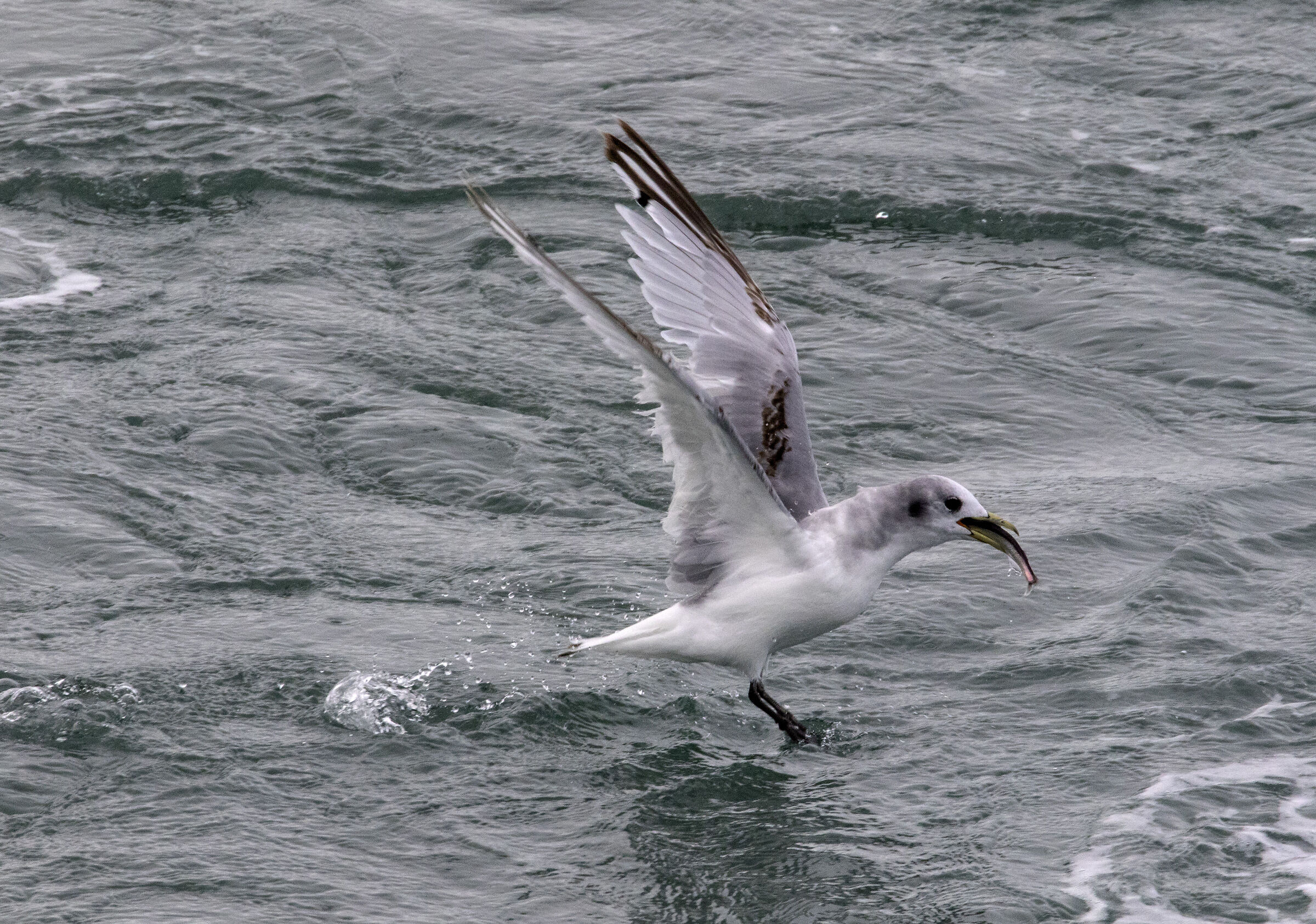 Big Fish (Three-toed Gull, Iceland)