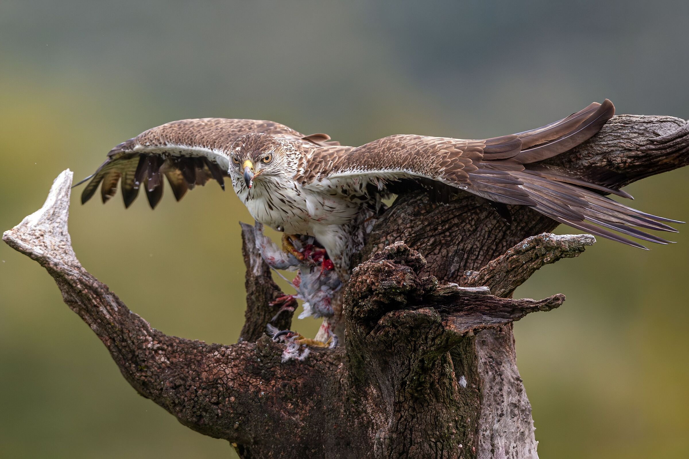 Bonelli's Eagle & Prey