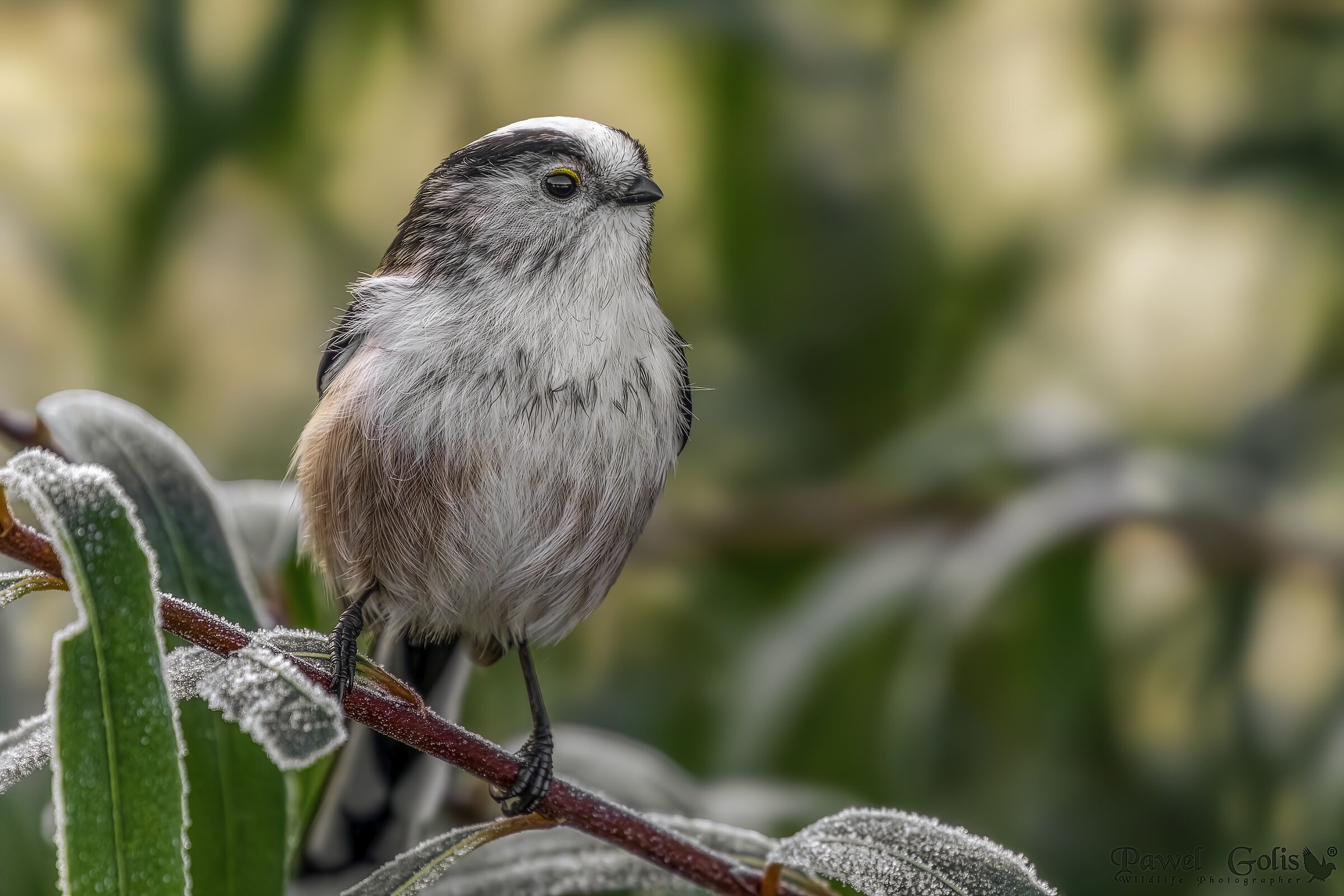 Cinciere dalla coda lunga (Aegithalos caudatus)