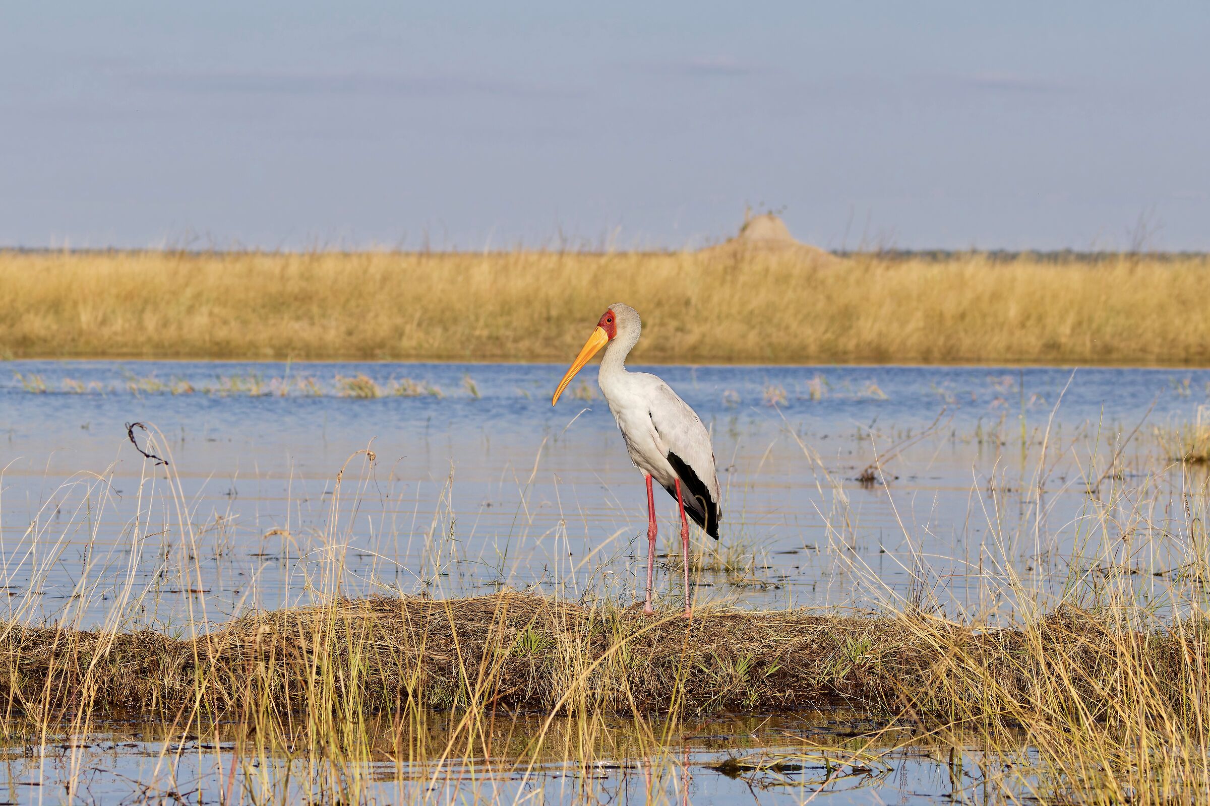 Mycteria Ibis