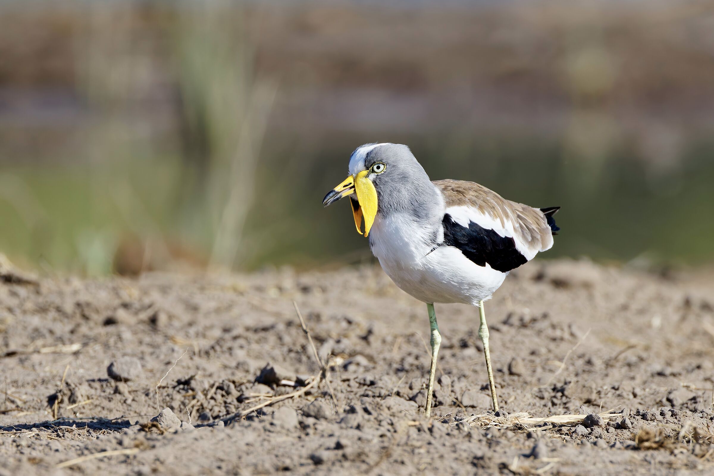 Vanellus miles