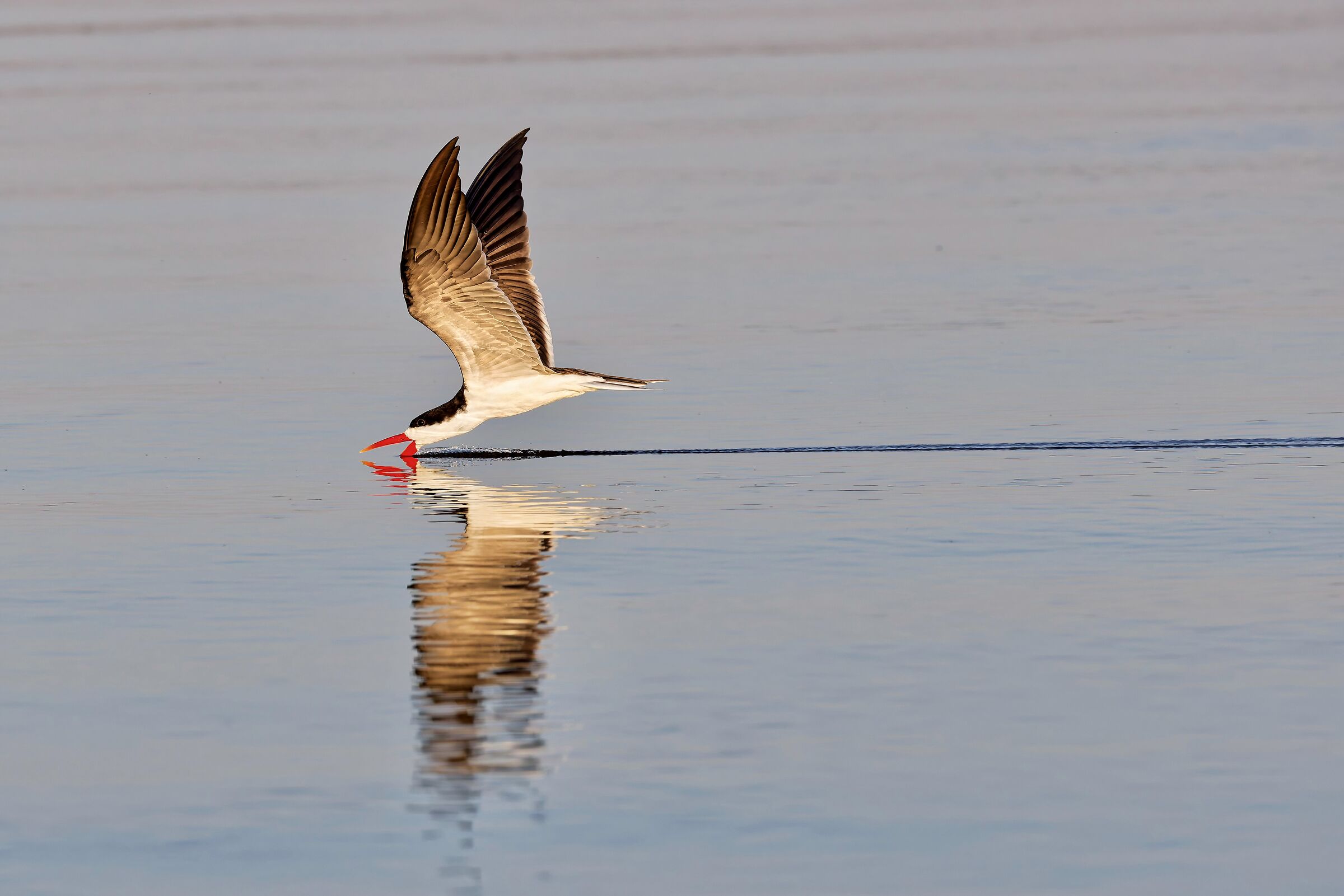 Rynchops niger fishing - Chobe River