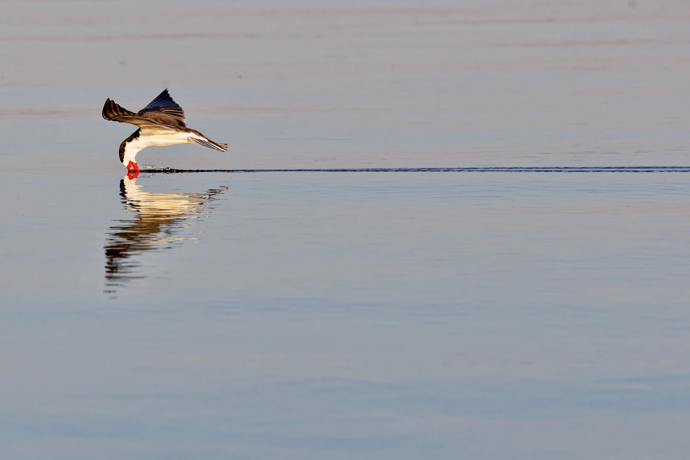 Rynchops niger fishing - Chobe River