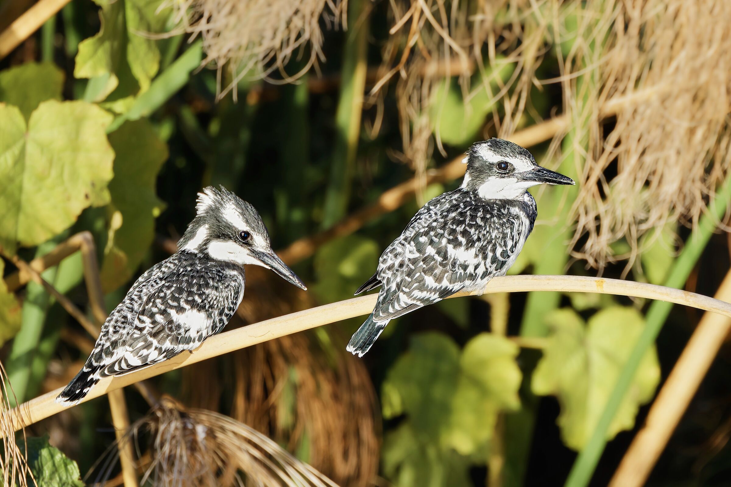 Kingfisher - Ceryle Rudis - Delta Okawango