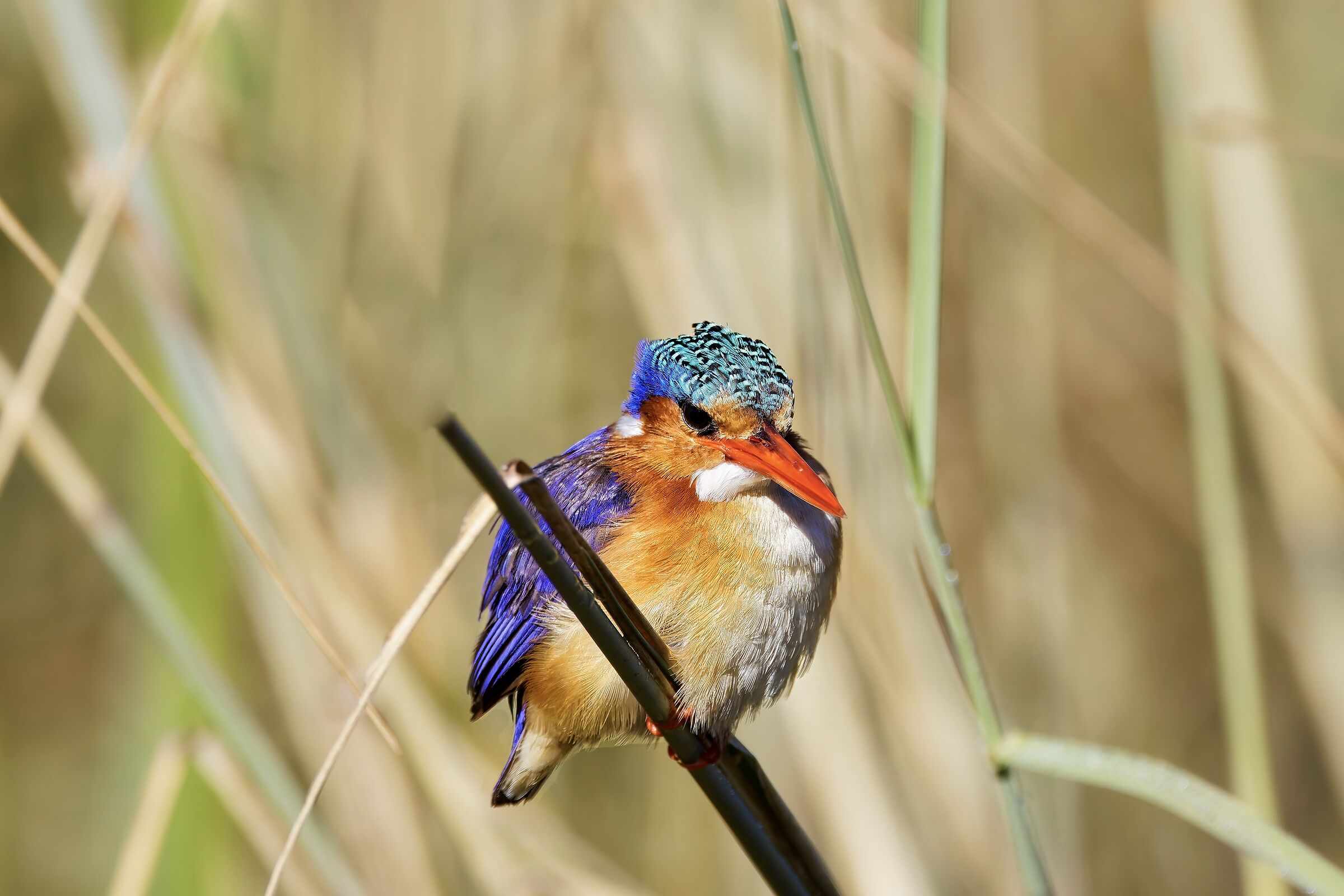 Kingfisher - Corytornis - Delta Okawango