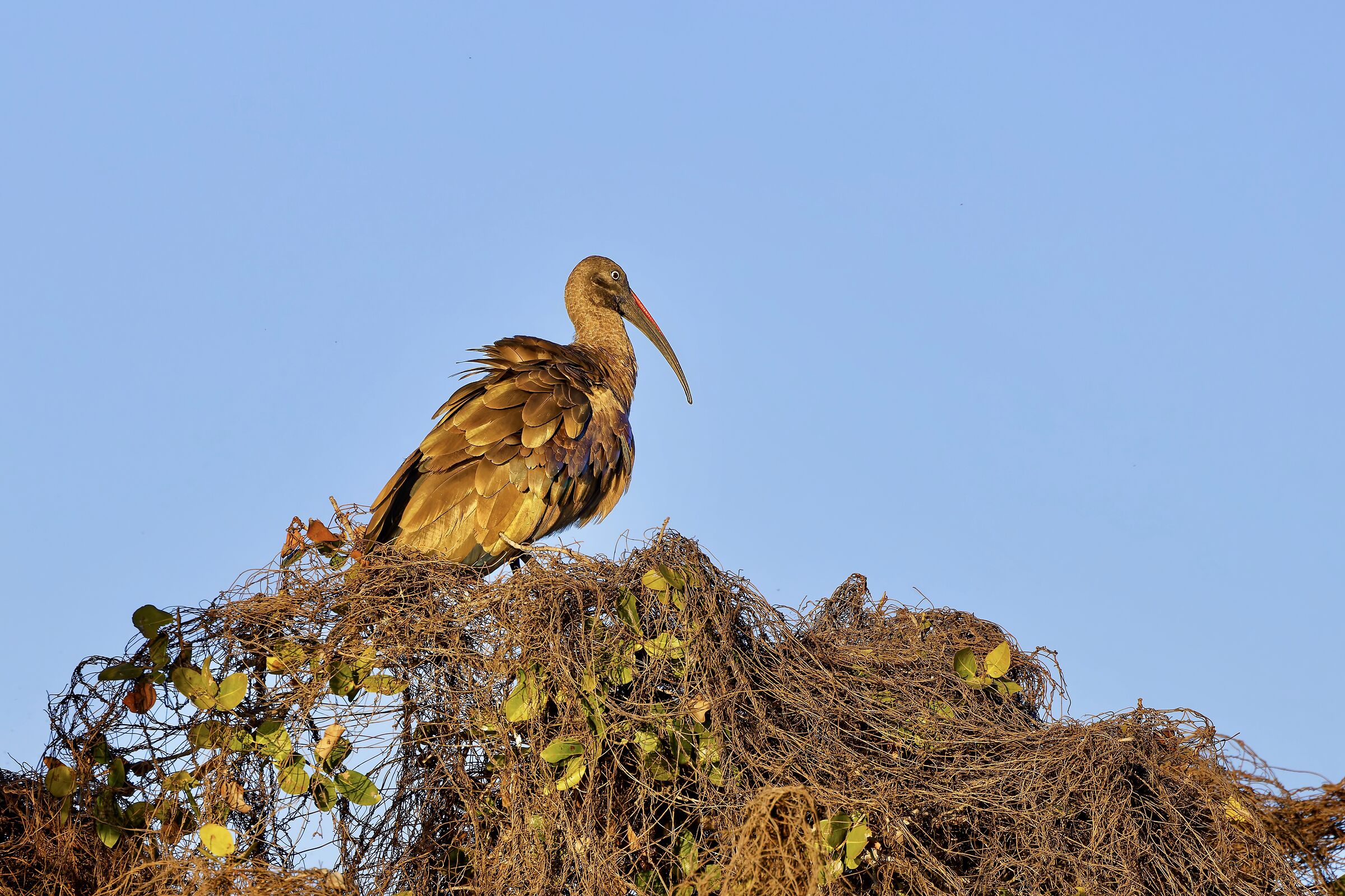 Ibis Hadada -Delta Okawango