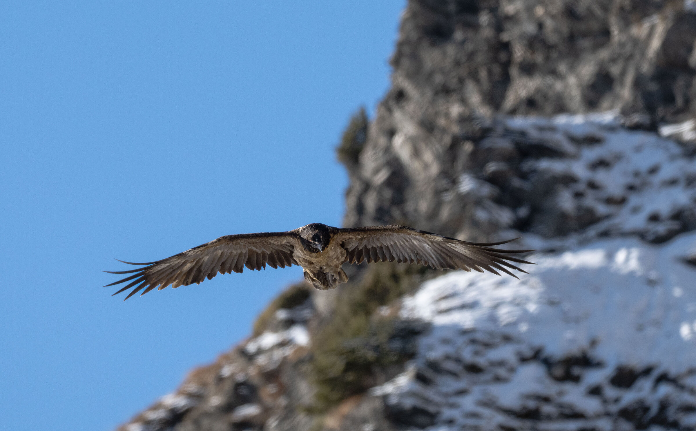 Immature bearded vulture