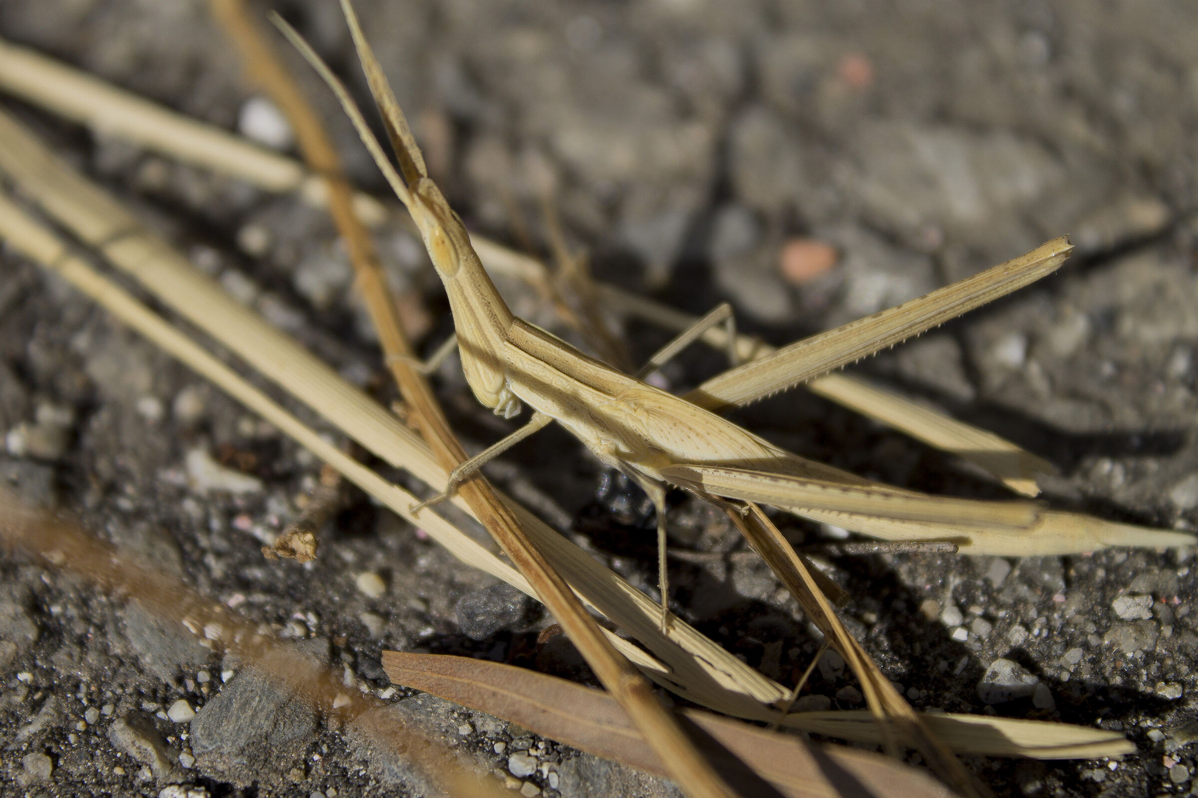 il Nascondiglio perfetto