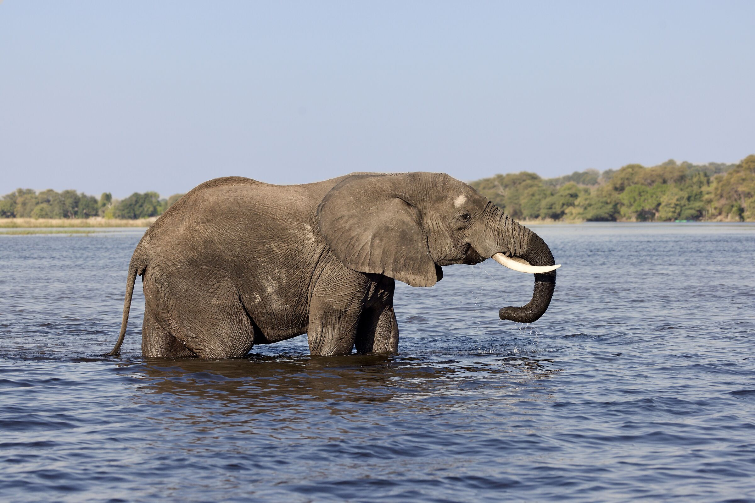 Loxodonta africana - Chobe river
