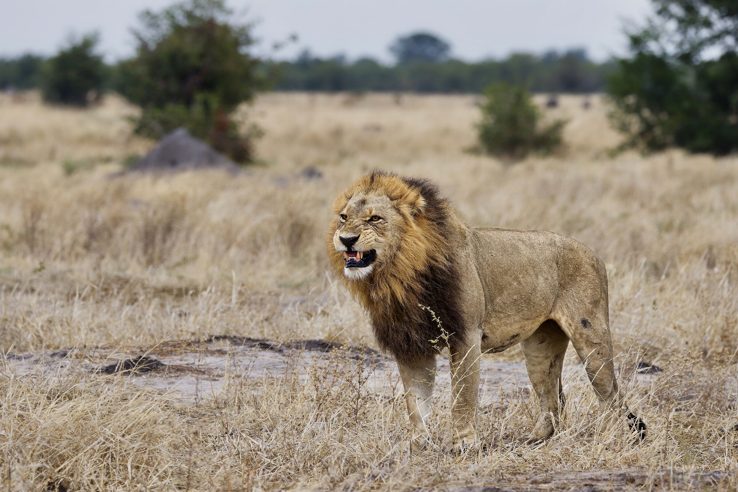 Phantera Leo - Moremi Game Reserves