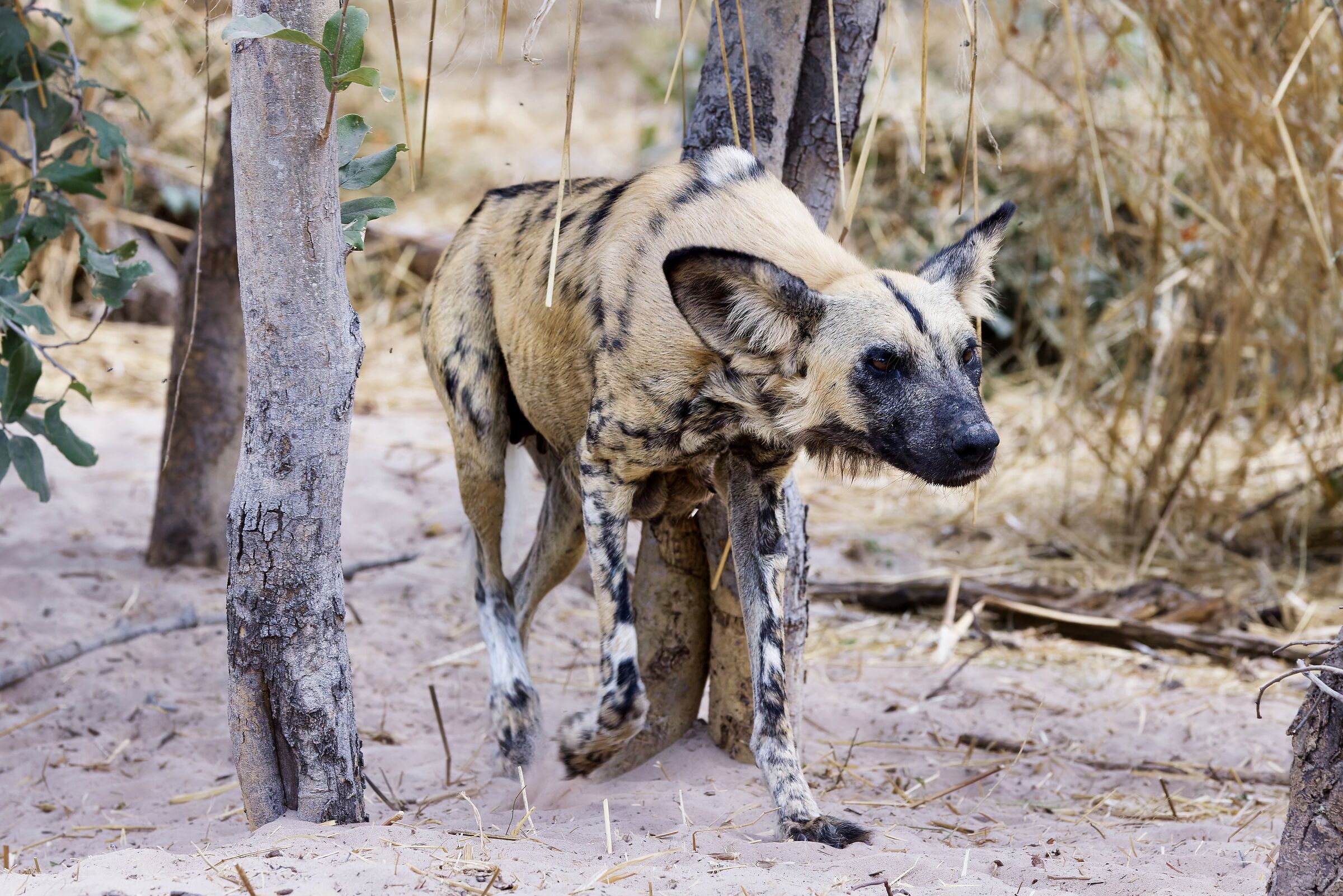 Lycaon - Moremi game reserves