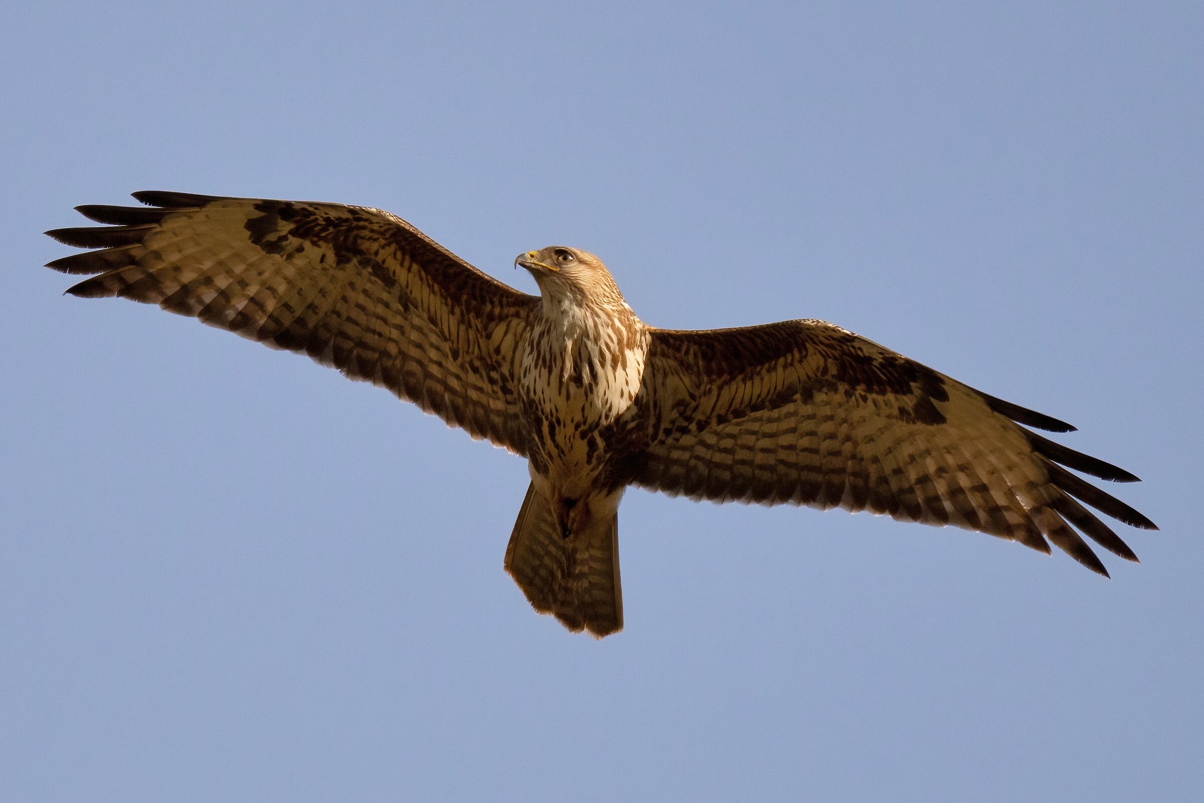 Poiana (Buteo buteo)