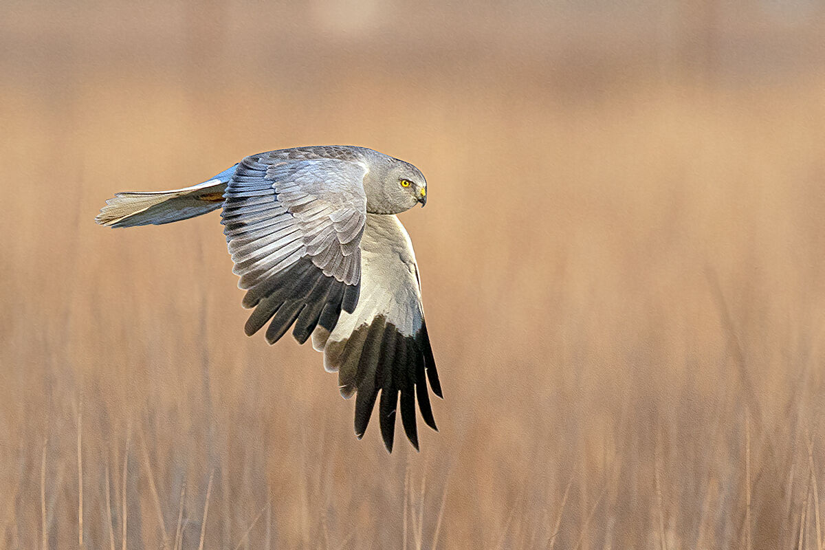 Hen Harrier O->