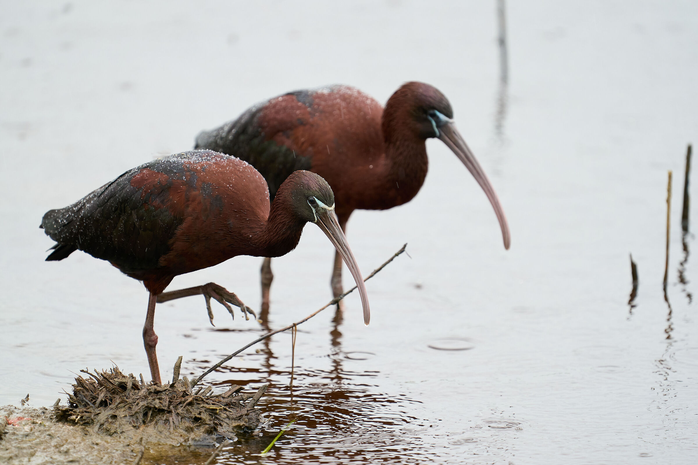 Glossy Ibises