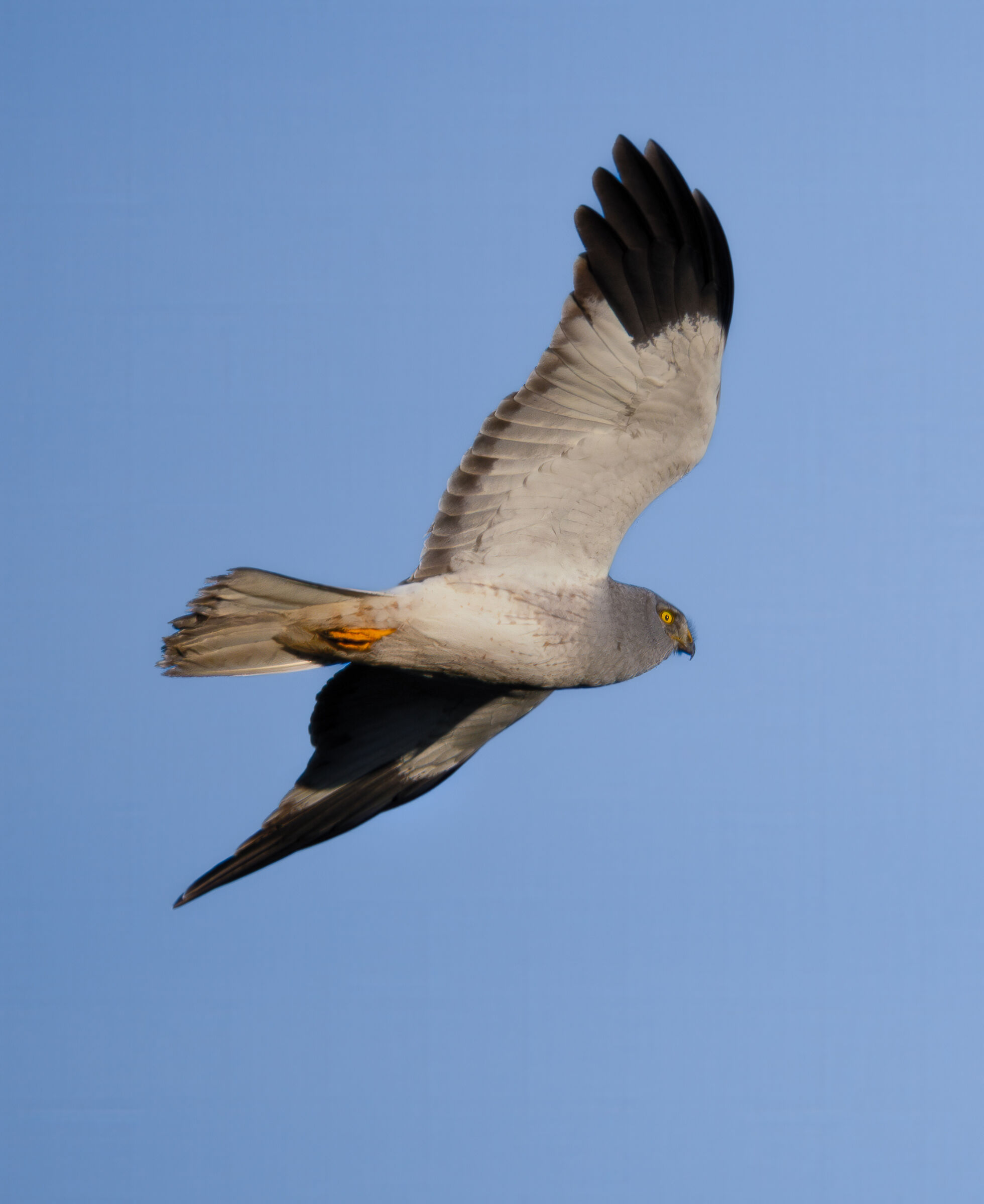 Male hen harrier