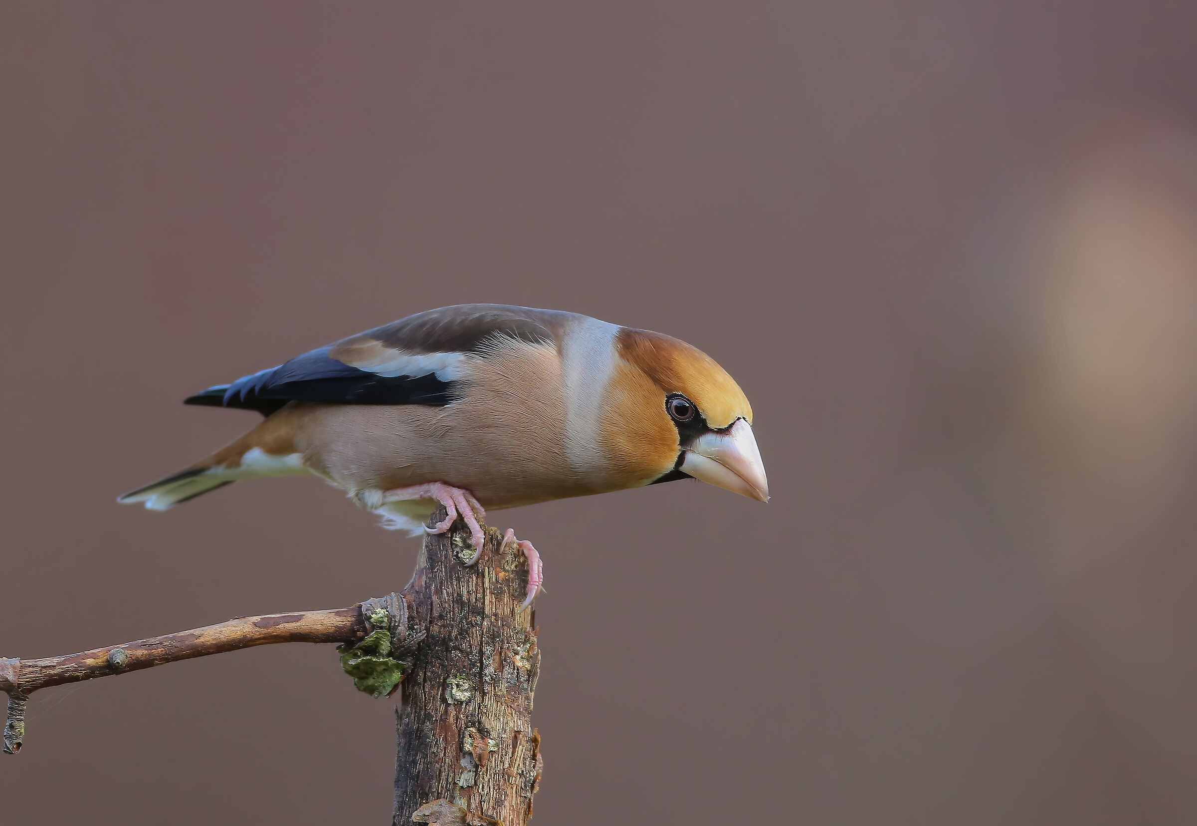 Coccothraustes coccothraustes