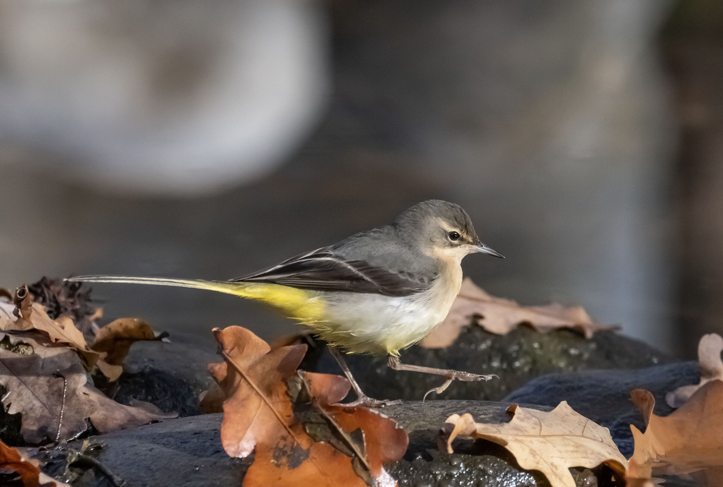 Ballerina gialla "in marcia"