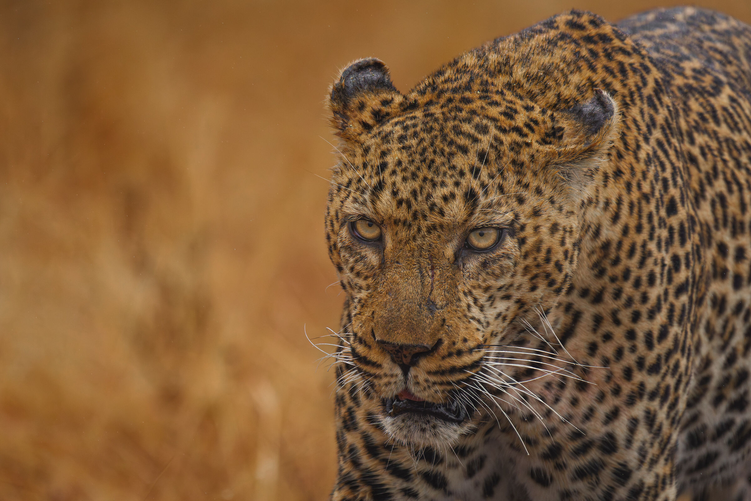 Male leopard