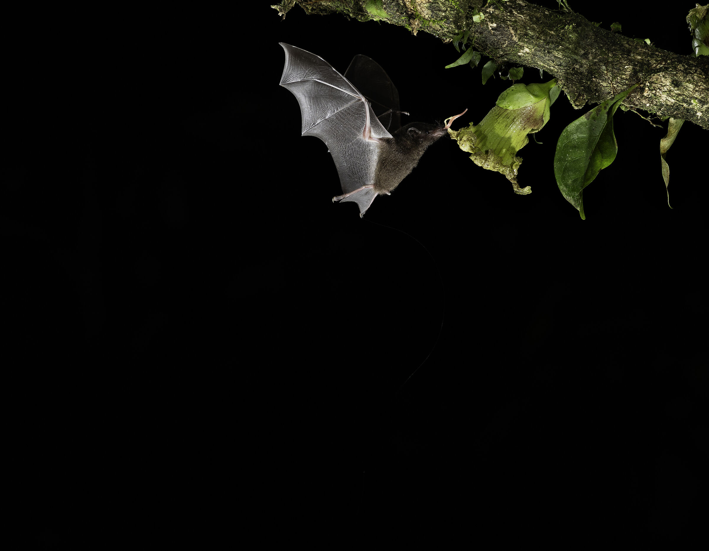 Bat