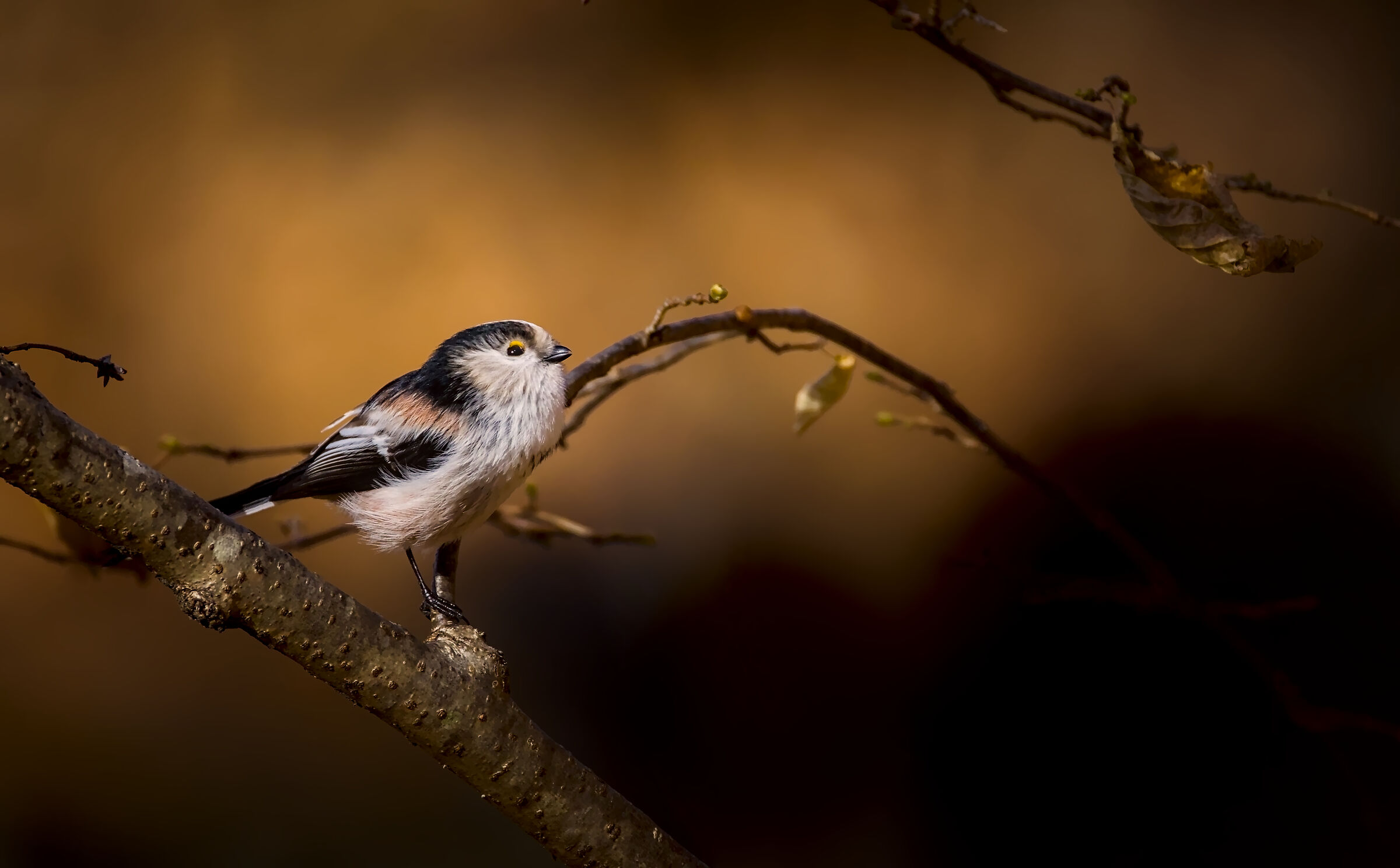 Long-tailed