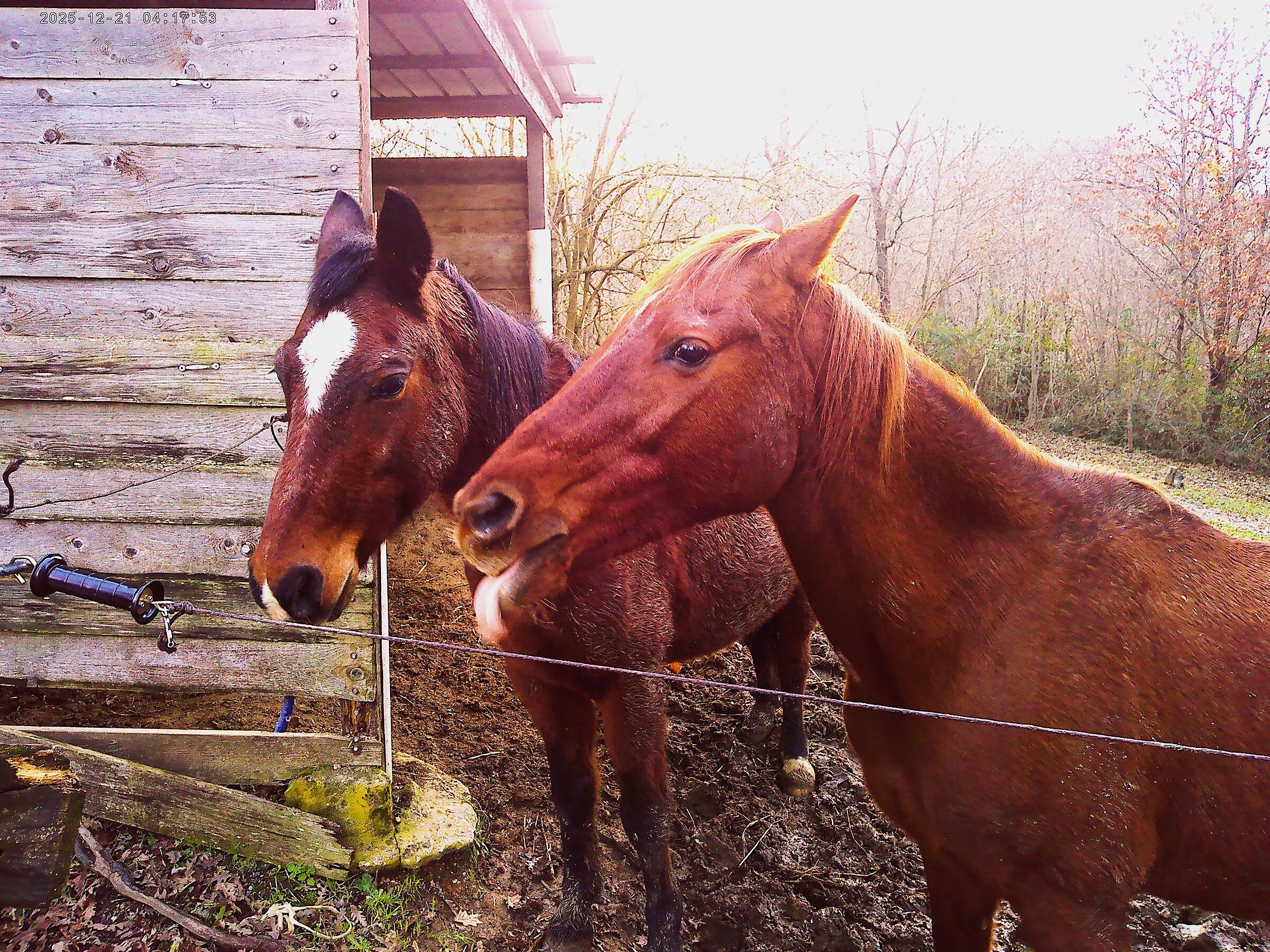 My Horses (Try Yashica DigiMate Machine)
