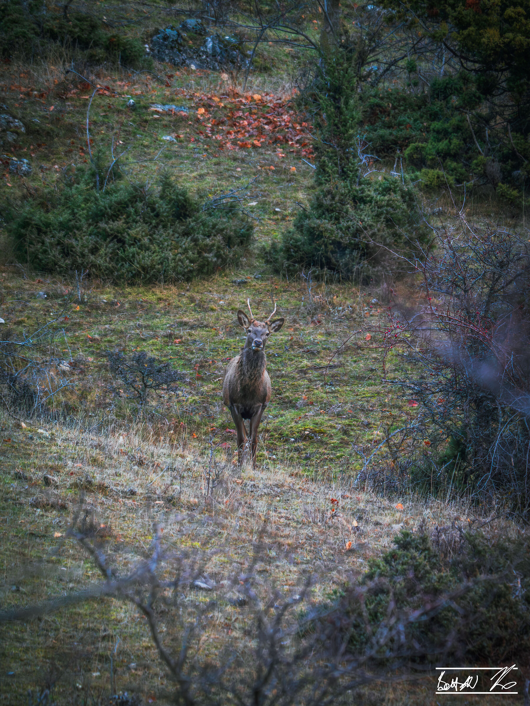 Giovane cervo maschio di Passo Godi