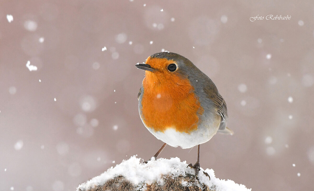 Merry christmas and Happy new year...