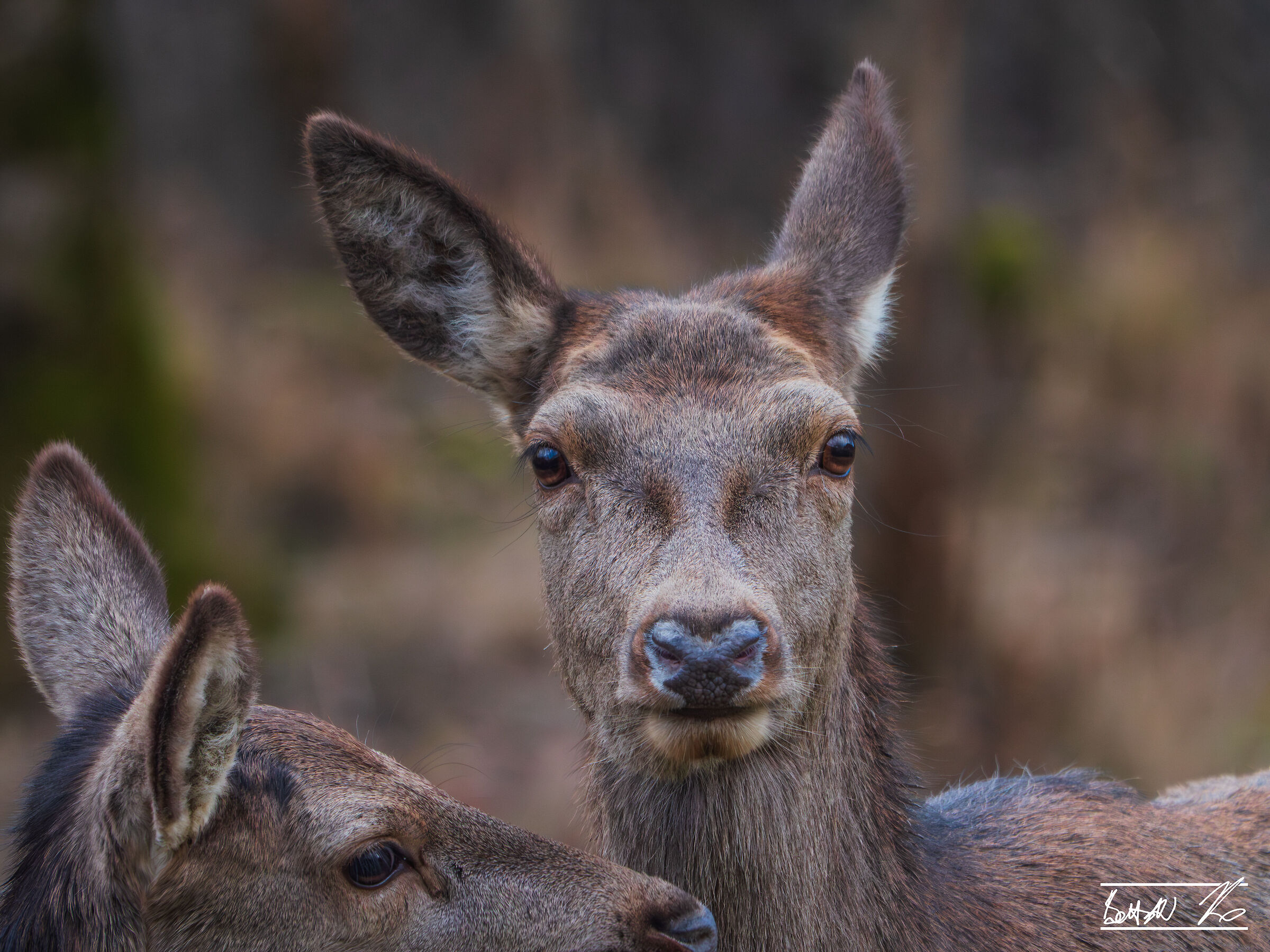 Close-up di femmina di cervo a Villetta Barrea