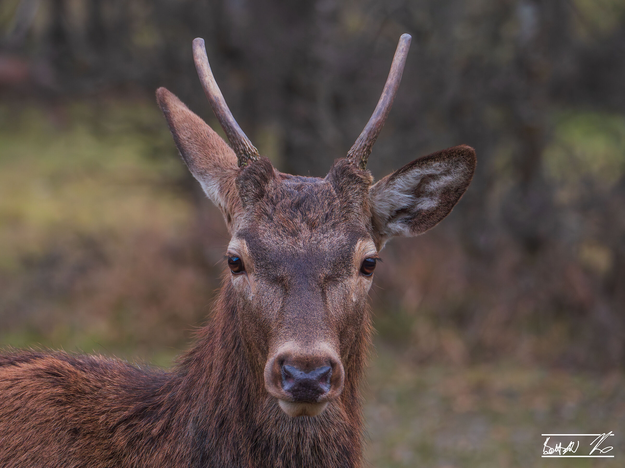 Close-up di cervo maschio di un anno a Villetta Barrea