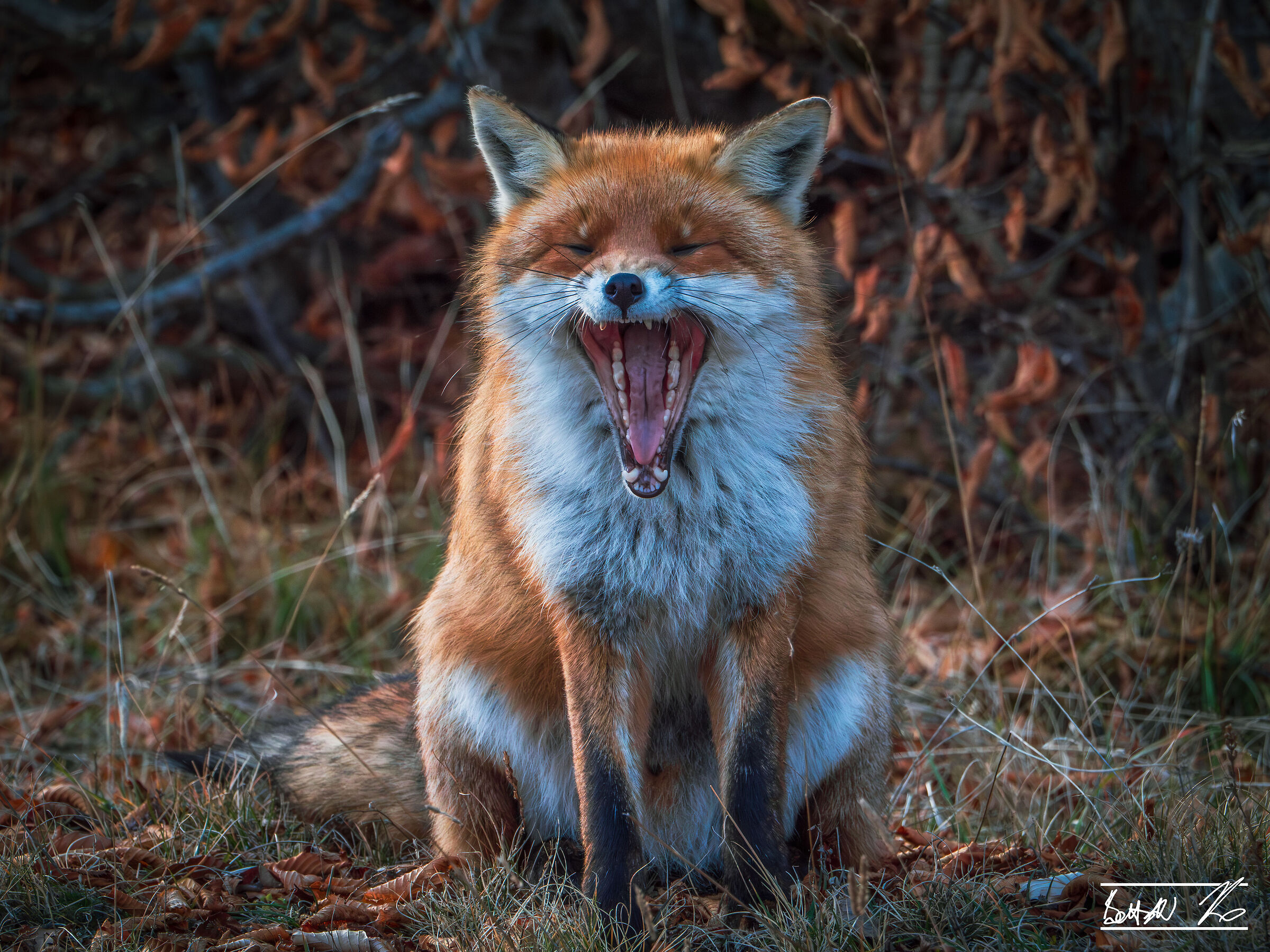 Sbadiglio di volpe_1