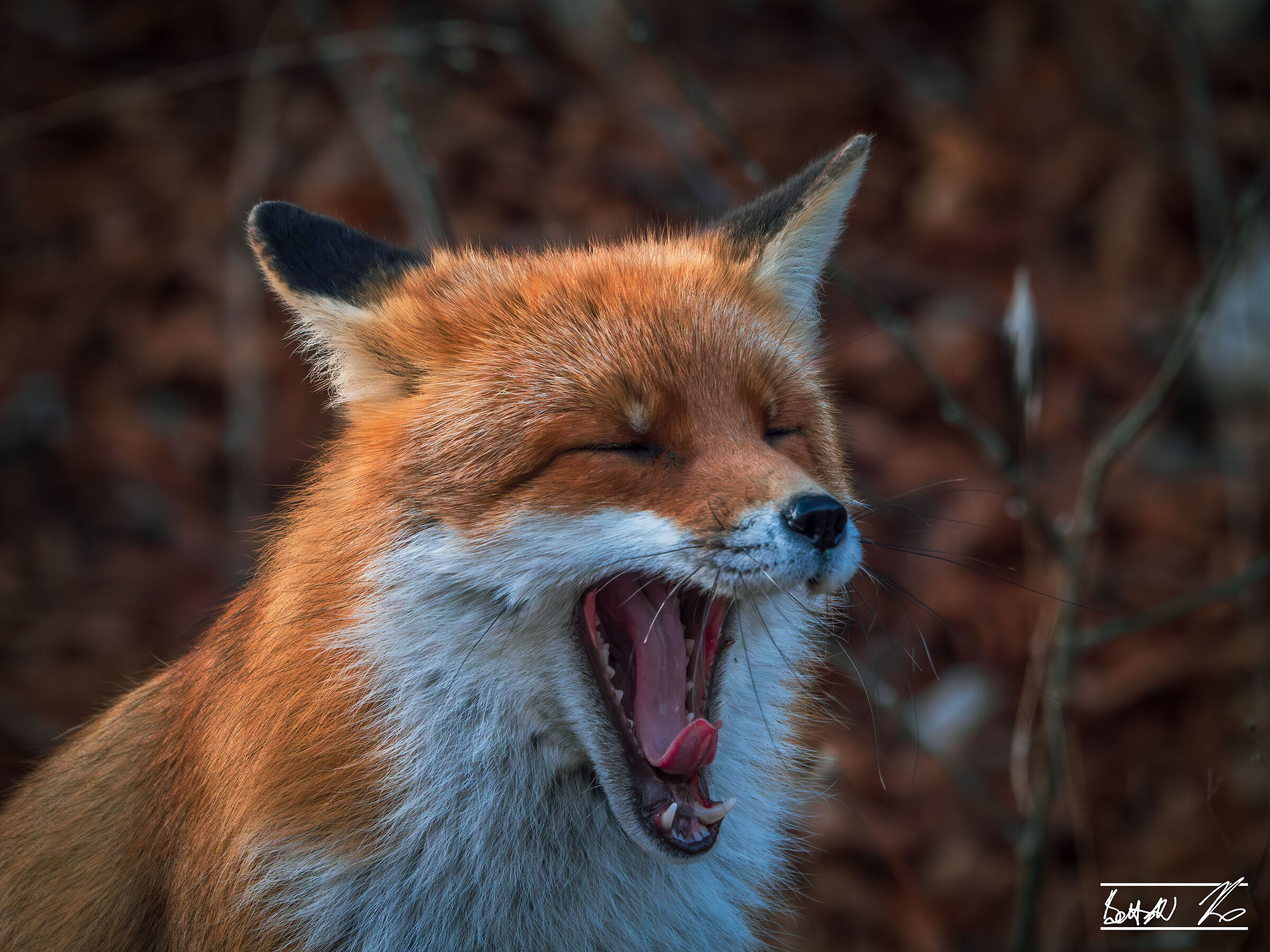 Sbadiglio di volpe_2