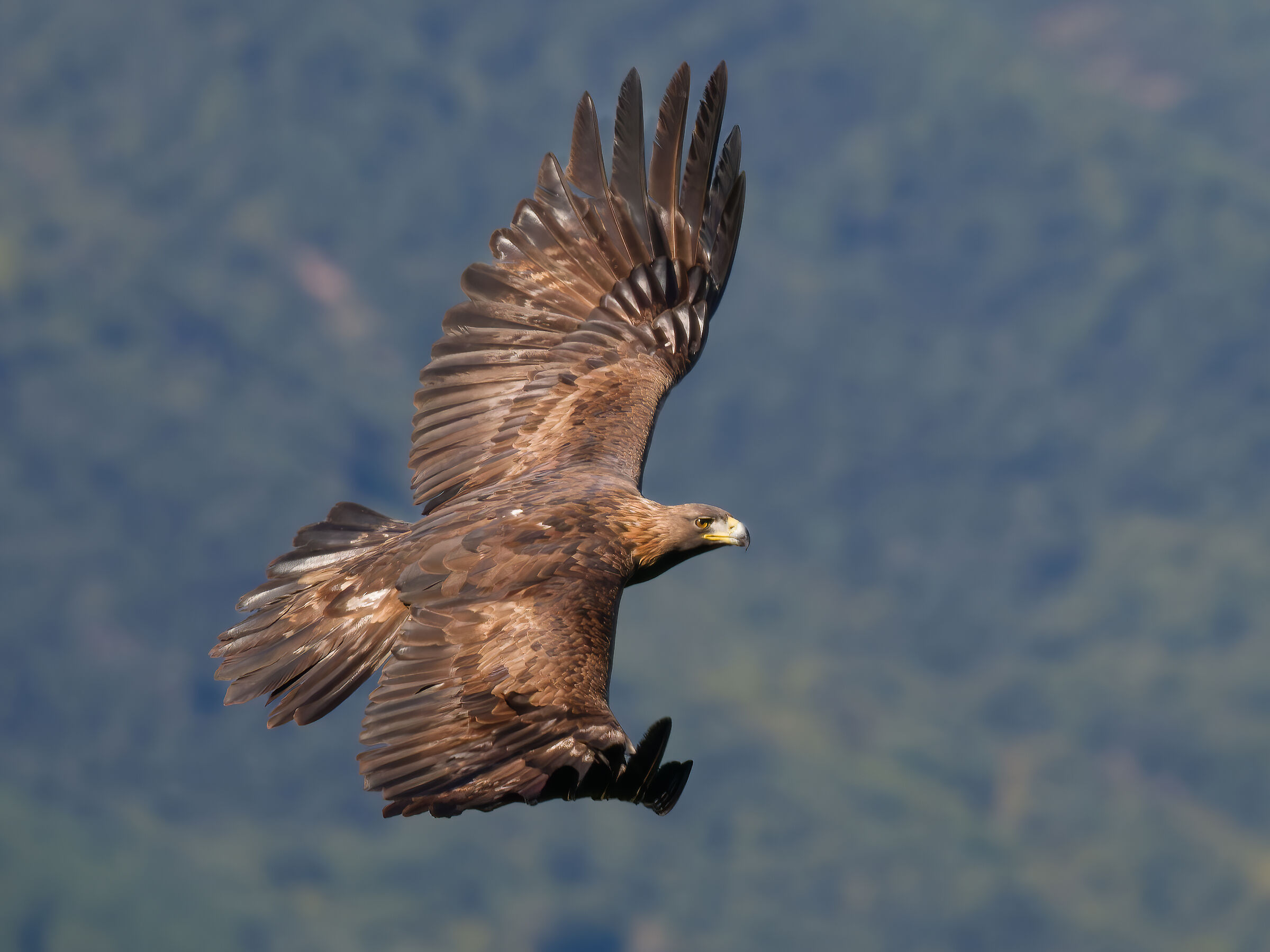 Golden Eagle ( Aquila chrysaetos)