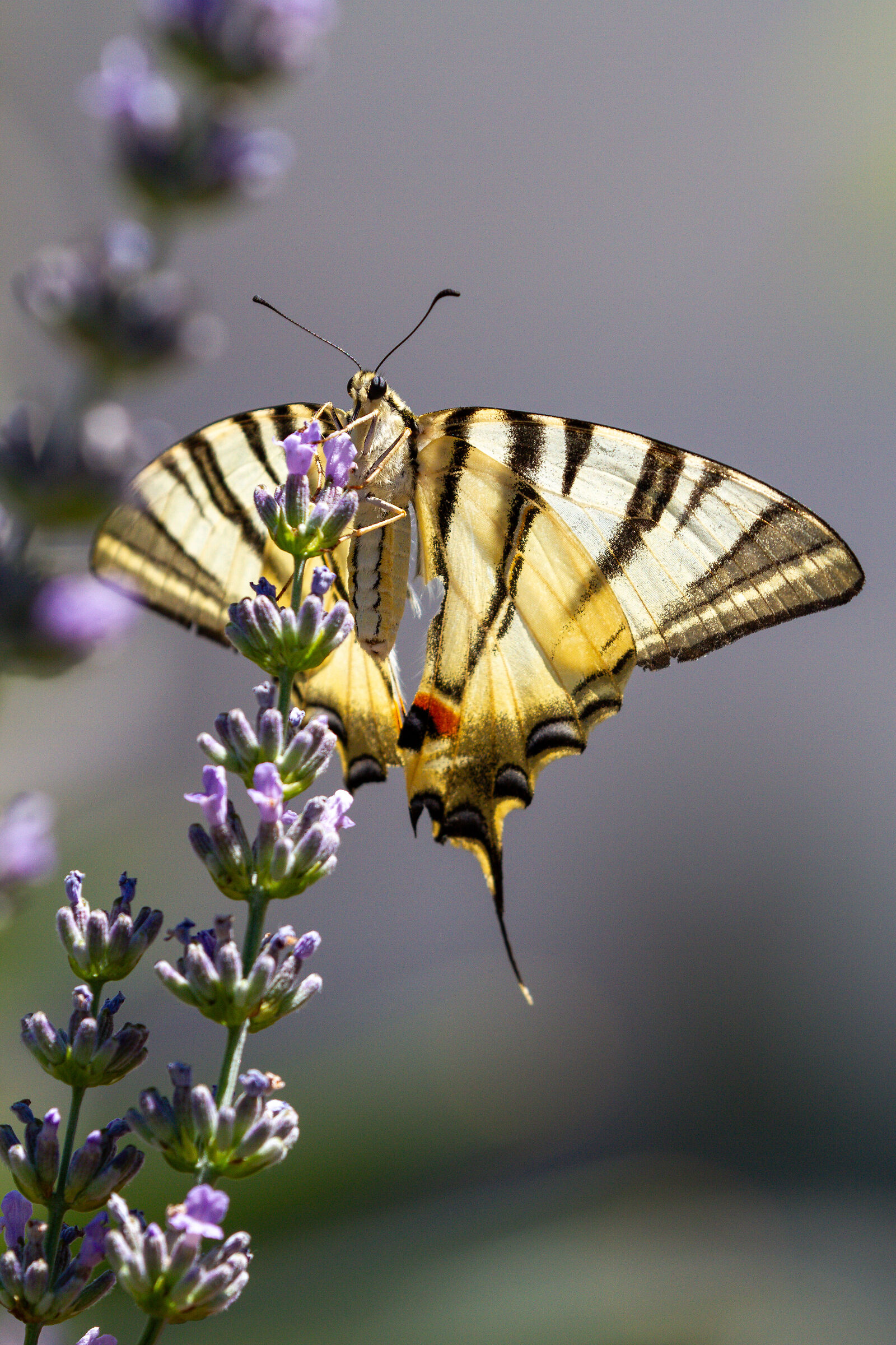 Farfalla Macaone su lavanda
