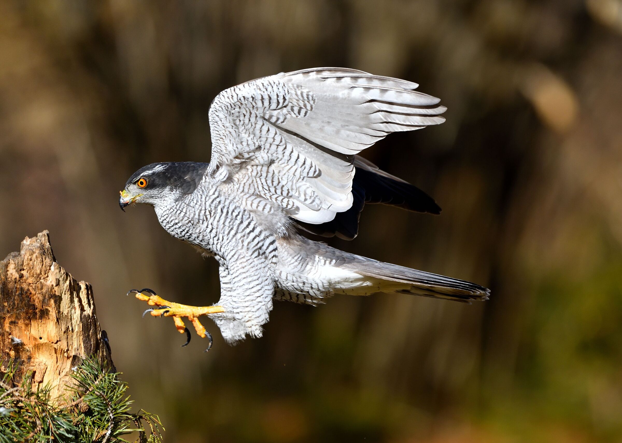 Goshawk...