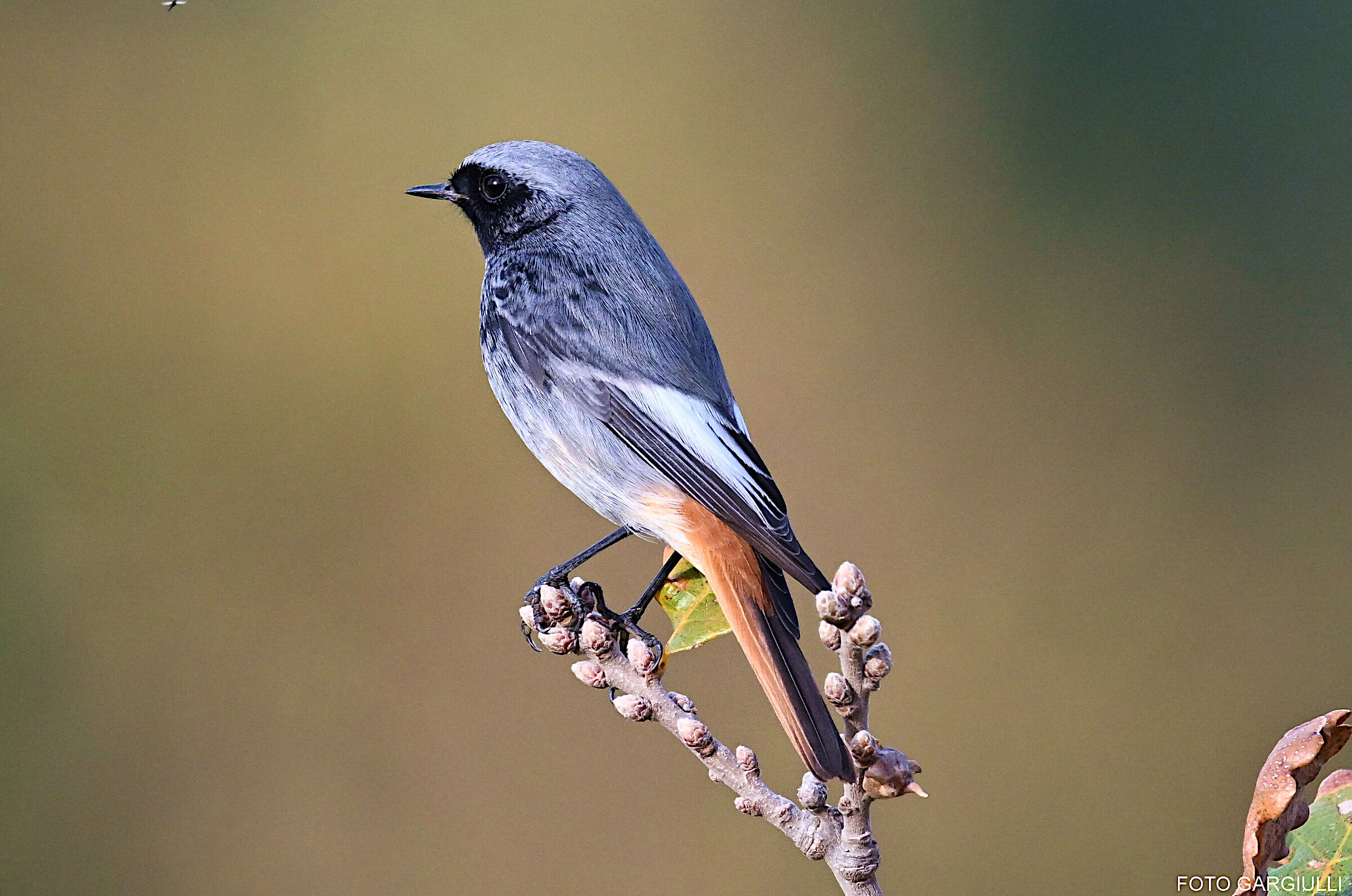 Male chimney sweep redstart