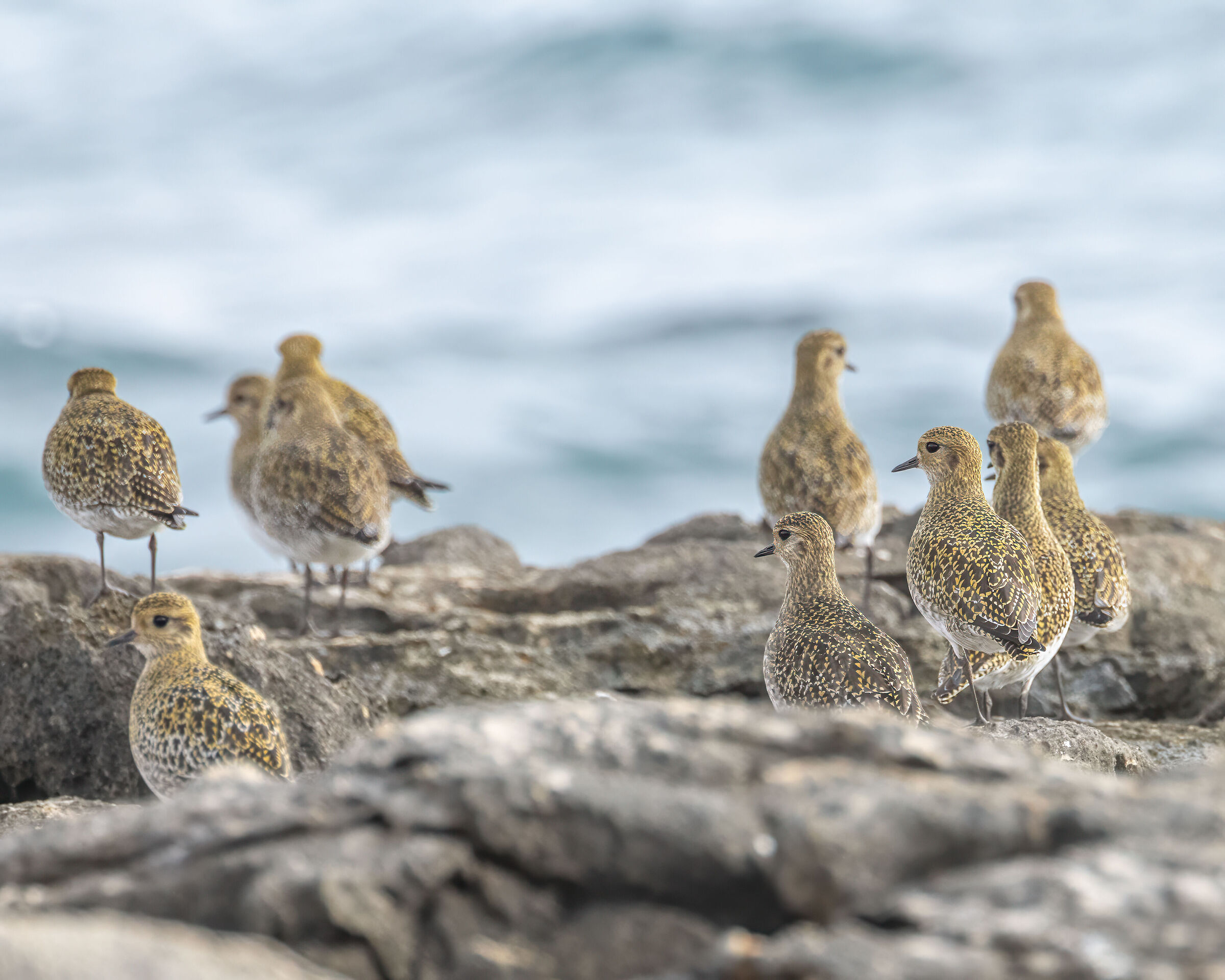 Golden Plovers