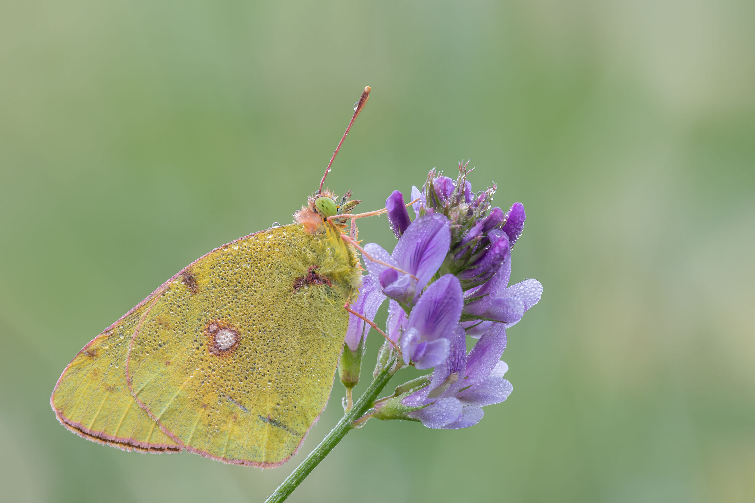 Colias crocea