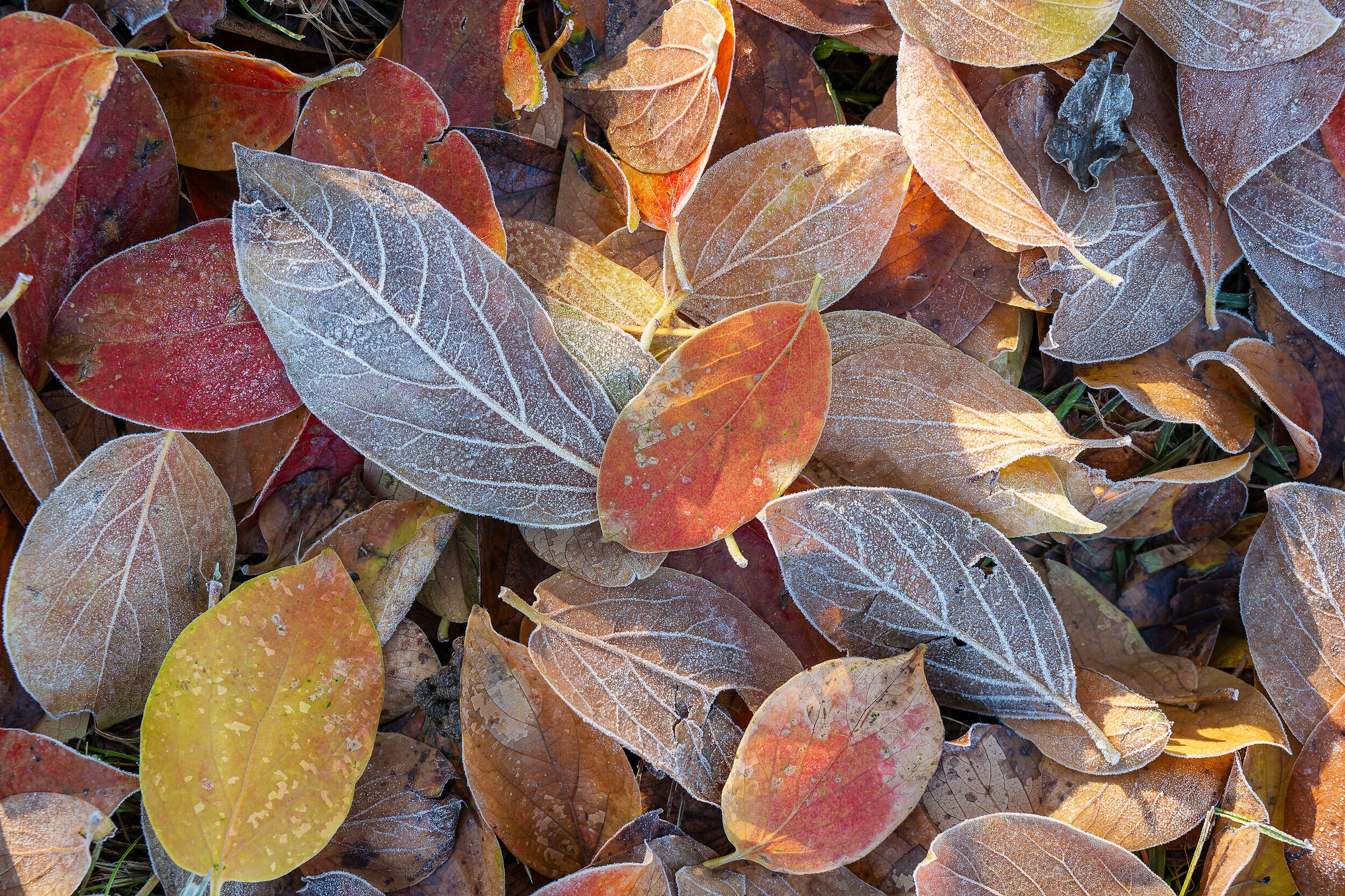 Carpet of leaves