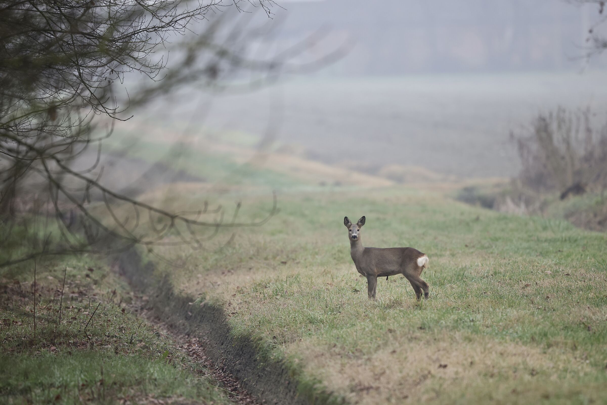roe deer