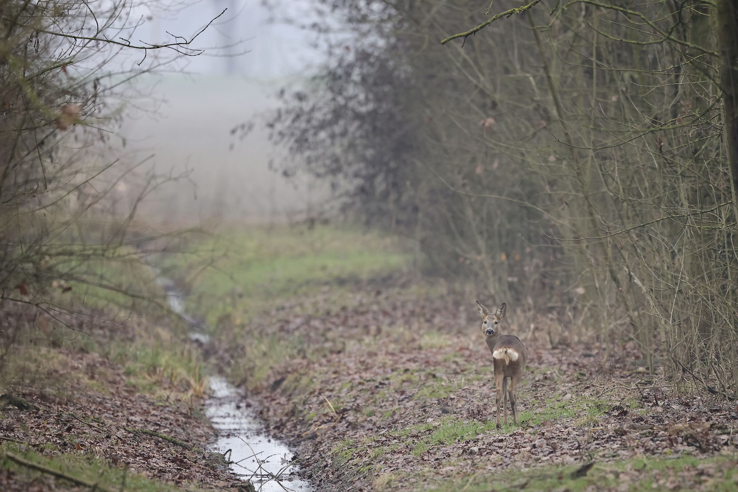 roe deer