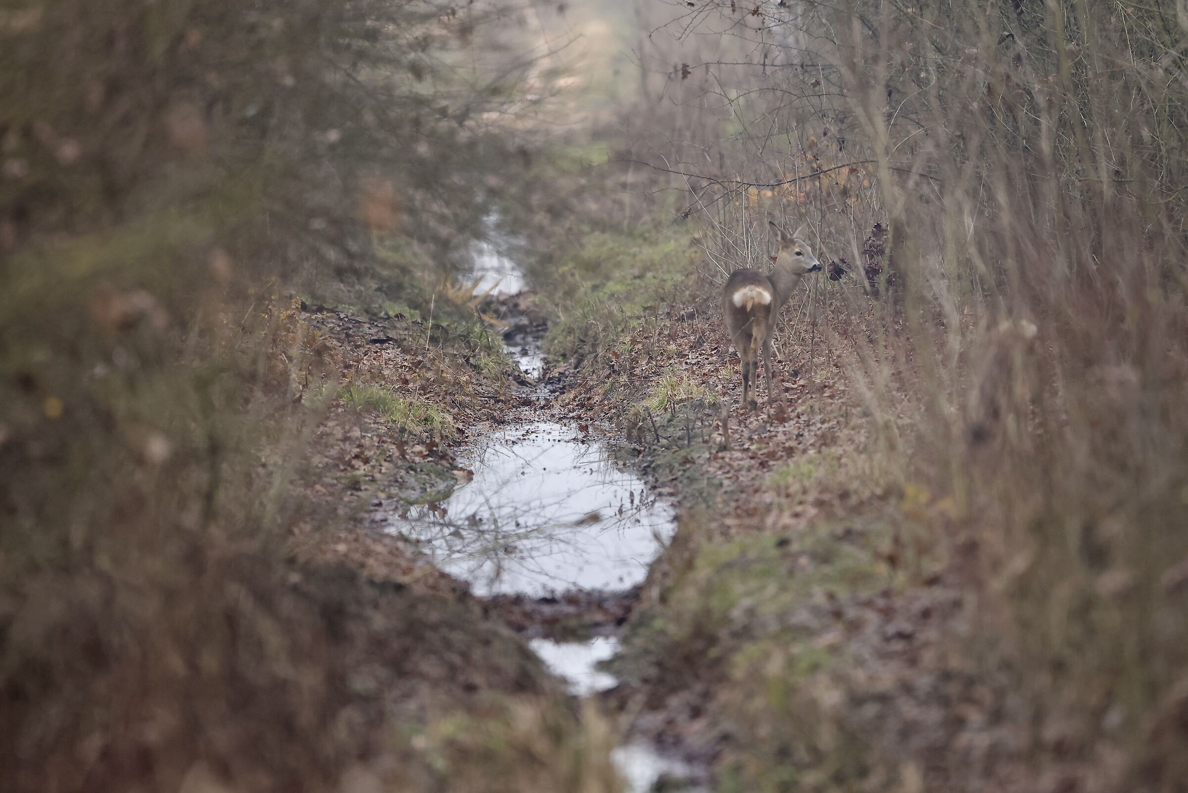roe deer