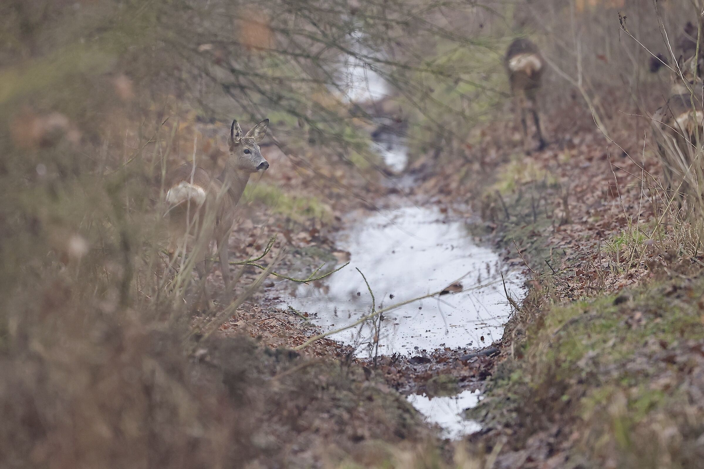roe deer