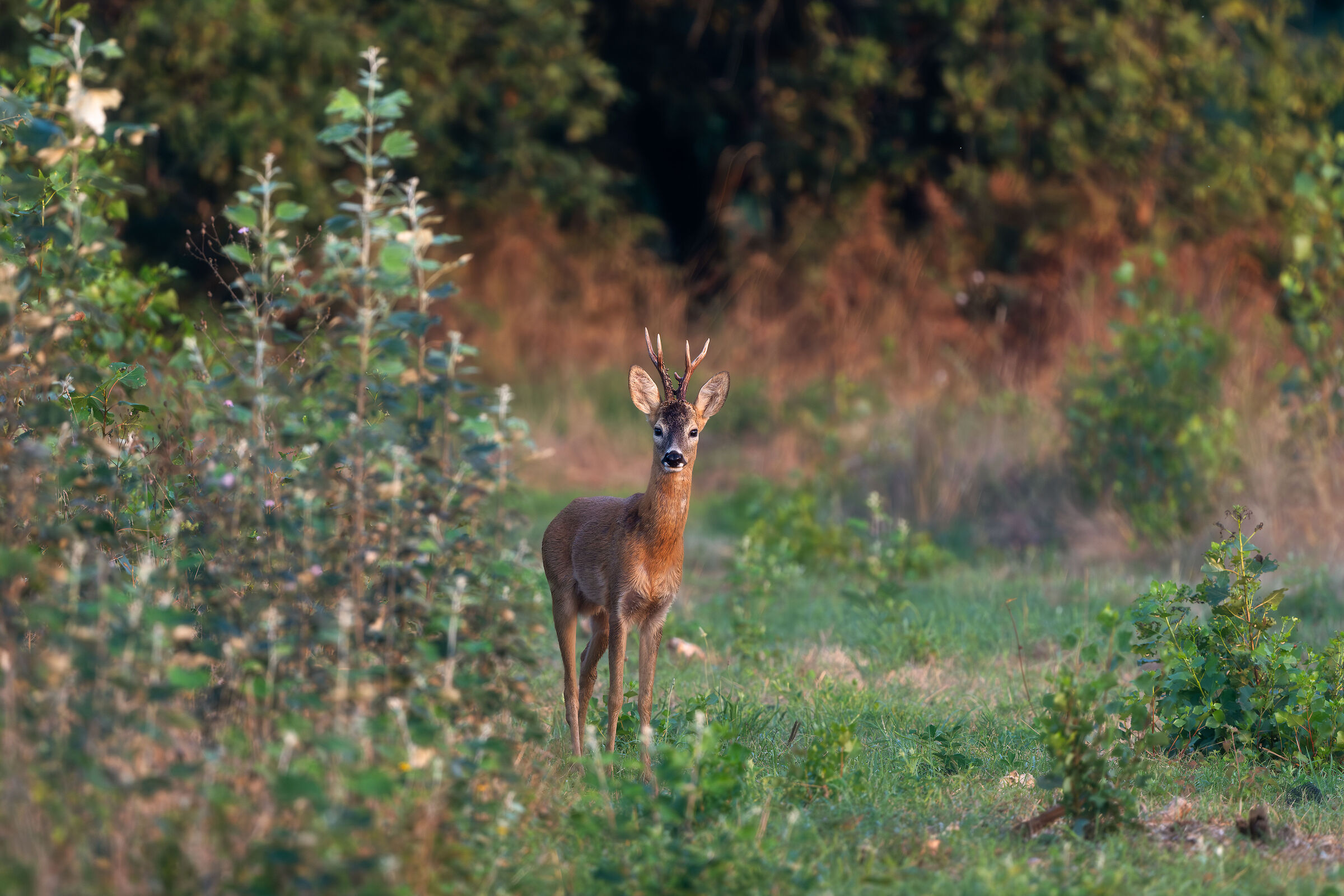 Roe deer